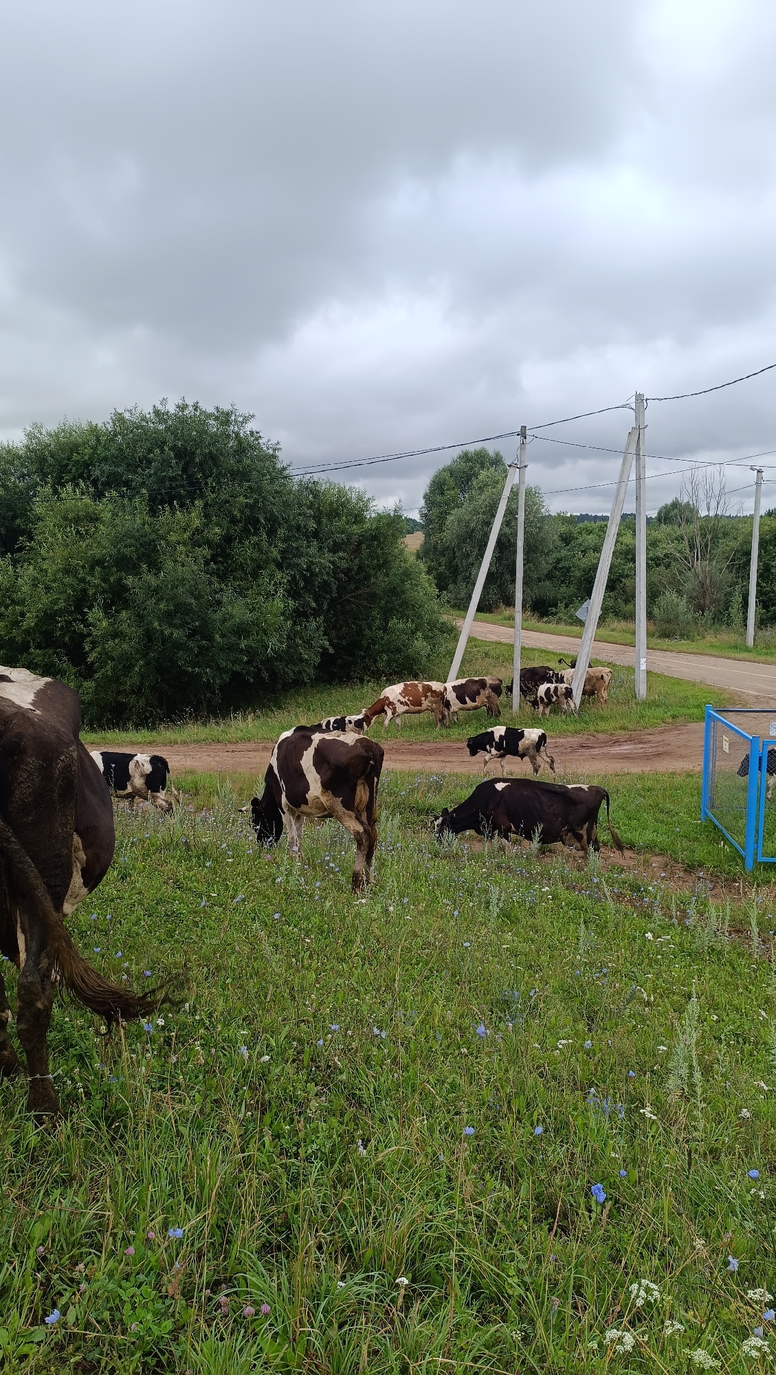 The image depicts a herd of black and white Holstein cows grazing in a grassy field with scattered blue wildflowers. The cows are distributed across the foreground and mid-ground of the scene. In the background, a dirt road runs horizontally, bordered by lush green trees and bushes. Several utility poles with overhead wires are visible along the right side of the road. The sky is overcast with thick gray clouds, suggesting a cloudy or rainy day. A blue metal fence enclosure is partially visible on the far right. The overall impression is of a rural landscape in Karsha, Russia.