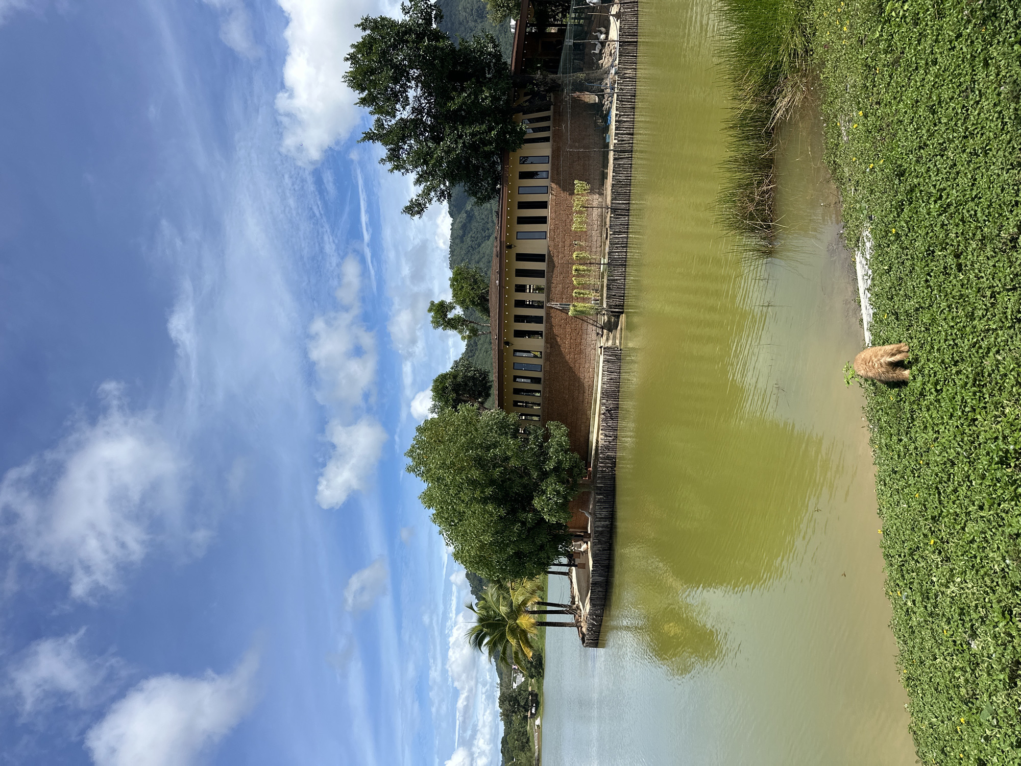 This media file captures an outdoor scene in Choeng Thale, Thailand. The image features a building with a brick facade and numerous dark windows, situated beside a body of calm, greenish water. Lush green vegetation, including dense ground cover with small yellow flowers and reeds, lines the edge of the water. In the foreground, a small, fluffy, light brown animal, possibly a dog, is visible near the grass.
The scene is set against a backdrop of a bright blue sky dotted with white, wispy clouds. Mountains are visible in the distance, partially obscured by trees. A palm tree adds a tropical element to the landscape. The water's surface reflects the sky and surrounding greenery, suggesting a peaceful and sunny day, likely mid-morning or afternoon given the brightness of the light. The overall impression is one of tranquility and natural beauty, with the building integrated into the landscape. No text is visible in the image.