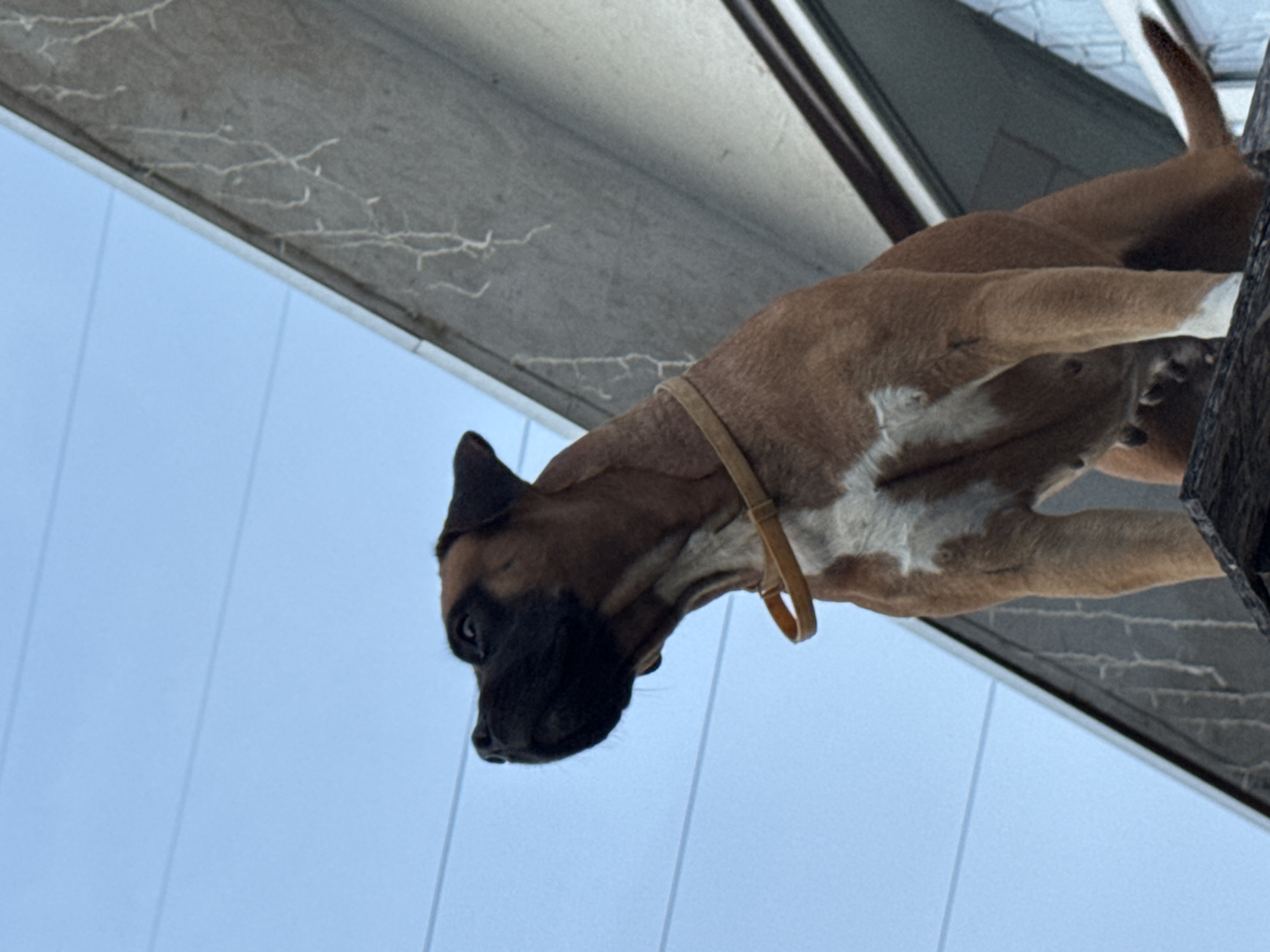A medium shot, taken from a low angle, captures a boxer dog looking down. The dog is brown with white markings on its chest and has a black face. It wears a simple, light-colored collar. The dog is positioned on what appears to be a wooden structure, possibly a deck or platform, which is to the right of the frame. Above the dog, a gray, textured overhang or roofline is visible, with faint, thin white lines resembling cracks or natural textures. The background is a bright, clear blue sky. The lighting suggests daytime. The overall scene is simple, focusing on the dog and its immediate surroundings. No people are visible, and there is no discernible text in the image. The orientation of the image is rotated.