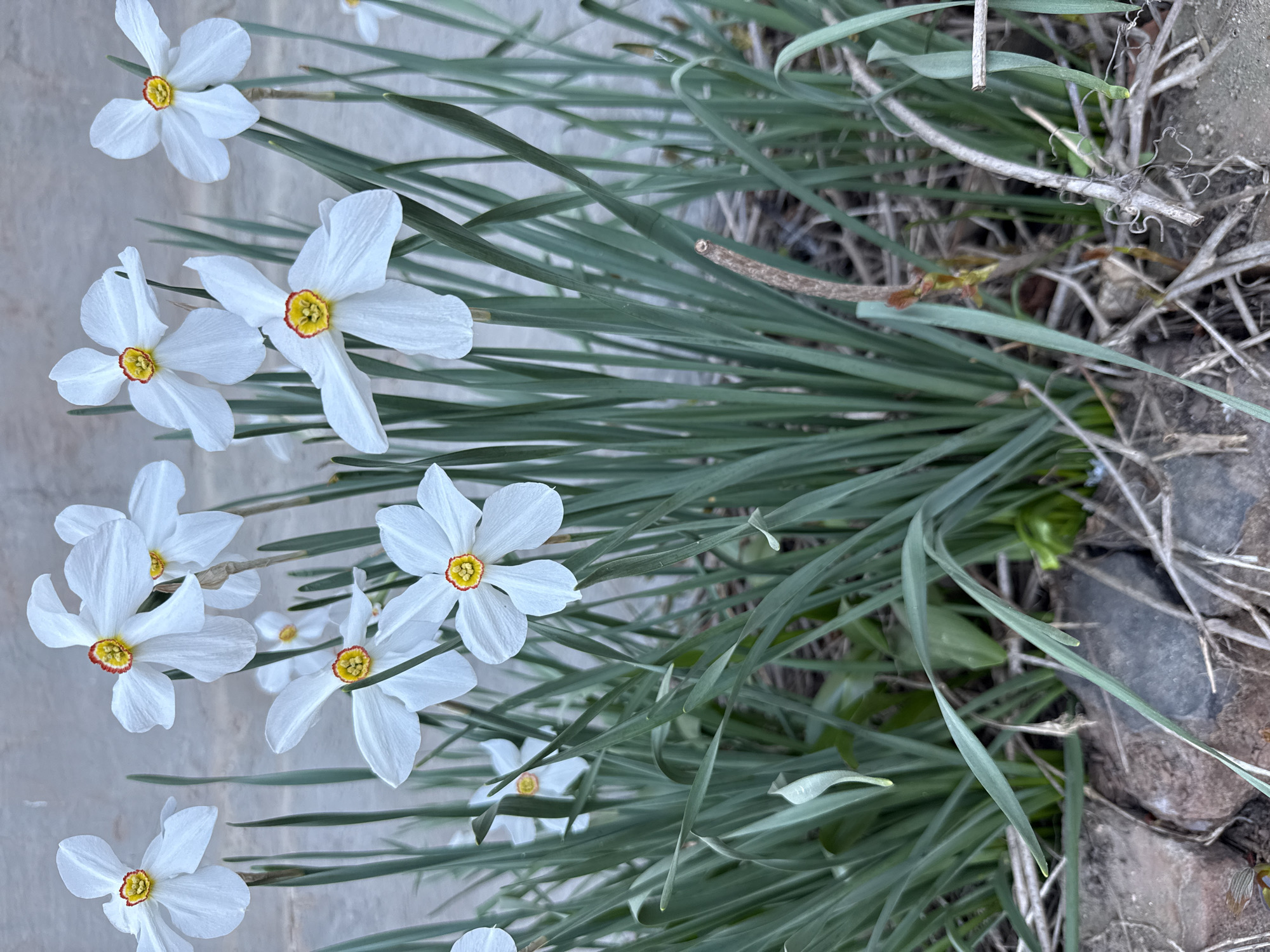 The image depicts a cluster of white daffodils with yellow and red centers growing in a patch of slender, bluish-green leaves. To the right of the flowers and leaves is a section of brown dirt, dry twigs, and a few small stones. The image is taken at an angle, with the flowers appearing to extend from the bottom left to the top left of the frame. The location is not evident in this image. There is no evidence of Votkinsk, Russia. No people are visible.