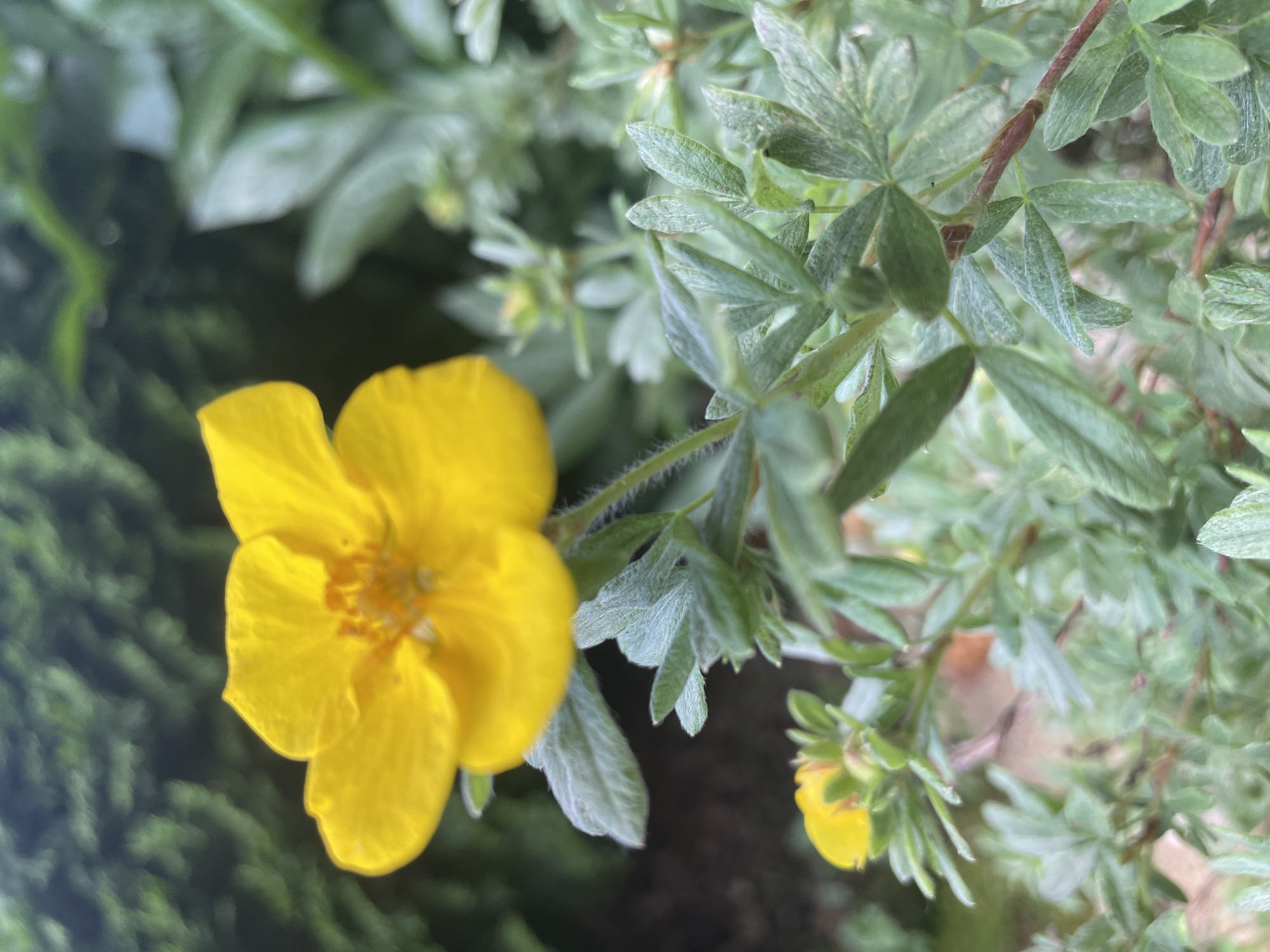 This media file is a close-up, overhead shot of a yellow flower with five petals. The flower is in focus and positioned to the left of the frame, with its bright yellow petals contrasting against the muted green foliage that surrounds it. The center of the flower is a cluster of small, yellow-orange stamens.
The background consists of a dense arrangement of small, grayish-green leaves, some of which are slightly fuzzy or hairy in appearance. These leaves are part of the same plant as the flower or a neighboring plant, and they are out of focus, creating a soft, blurred backdrop. A thin, reddish-brown stem is visible towards the right side of the frame, also supporting the leaves. A second, smaller yellow flower bud is visible in the lower right corner of the image.
The lighting suggests it is daytime, possibly overcast, as there are no harsh shadows, and the overall light is diffused. The setting appears to be a garden or a natural outdoor environment. There is no visible text in the image. The scene evokes a sense of natural beauty and tranquility. The location context is Nizhny Novgorod, Russia.