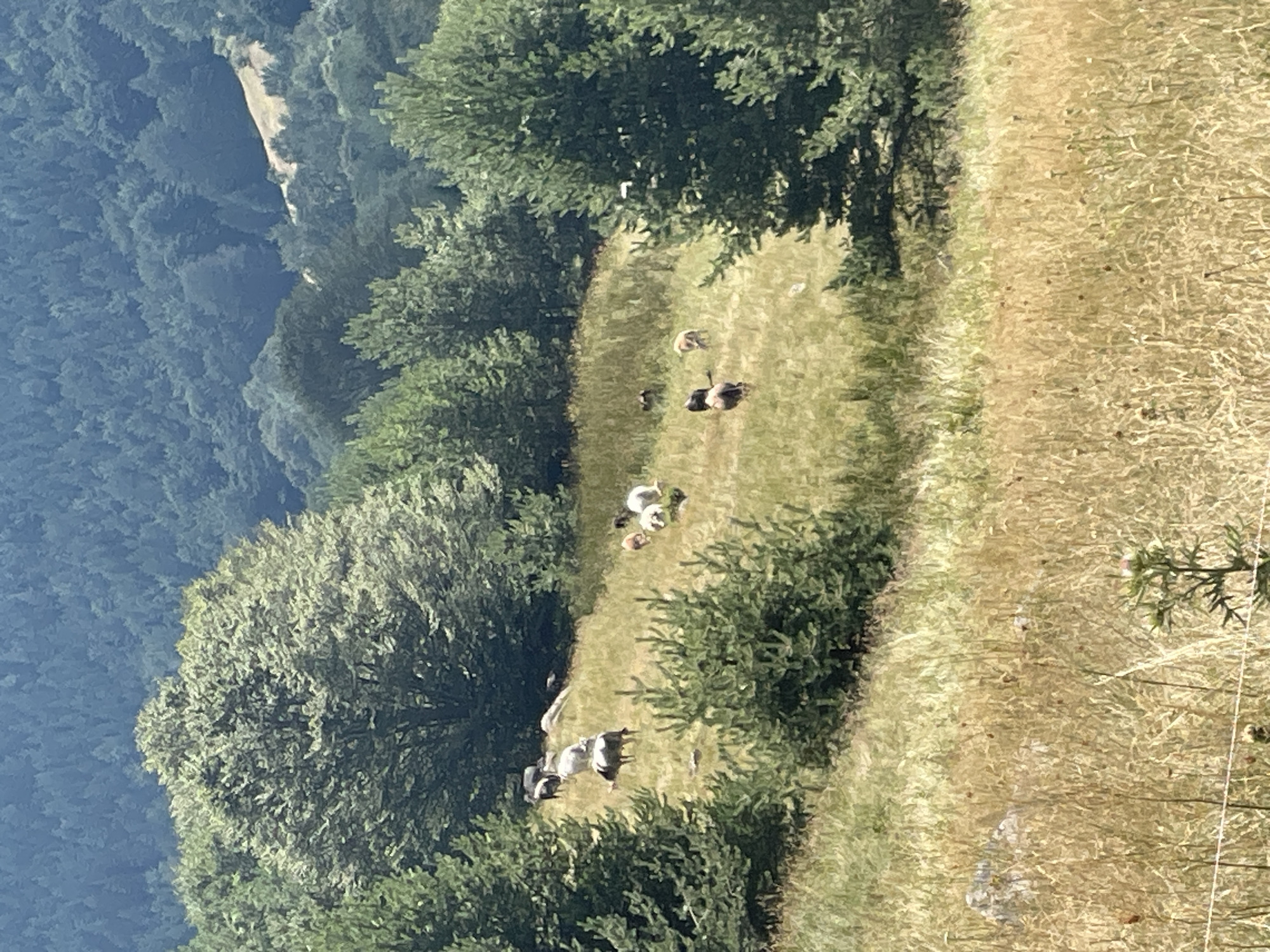 The image shows a grassy hillside with several sheep grazing. In the foreground, dry, tall grass is prevalent, with some wildflowers. In the mid-ground, a group of sheep are scattered across a less dry grassy area, with some trees and bushes interspersed. A larger, leafy tree dominates the left side of the mid-ground, while evergreen trees are present throughout. In the background, a dense forest covers rolling hills. The scene appears to be a rural, natural landscape, likely a pasture. No specific landmarks or buildings are visible to indicate a location within the city of Bosilkovo, Bulgaria. The time of day appears to be daytime, with sunlight casting shadows.