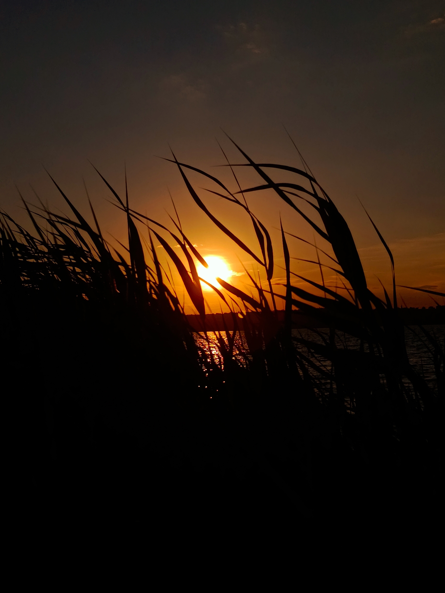The image captures a sunset over a body of water, viewed through the silhouette of tall grass. The sun, a bright orange orb, is partially obscured by the grass blades, casting a warm glow across the sky and water. The water reflects the vibrant colors of the sunset, creating a shimmering effect. The sky transitions from a deep orange near the horizon to a darker hue as it ascends. The grass in the foreground is dark and sharp, creating a dramatic contrast with the bright sky and water. The overall mood is serene and peaceful, with a sense of natural beauty and tranquility. The time of day is clearly sunset. There are no visible people, objects, or text in the image.