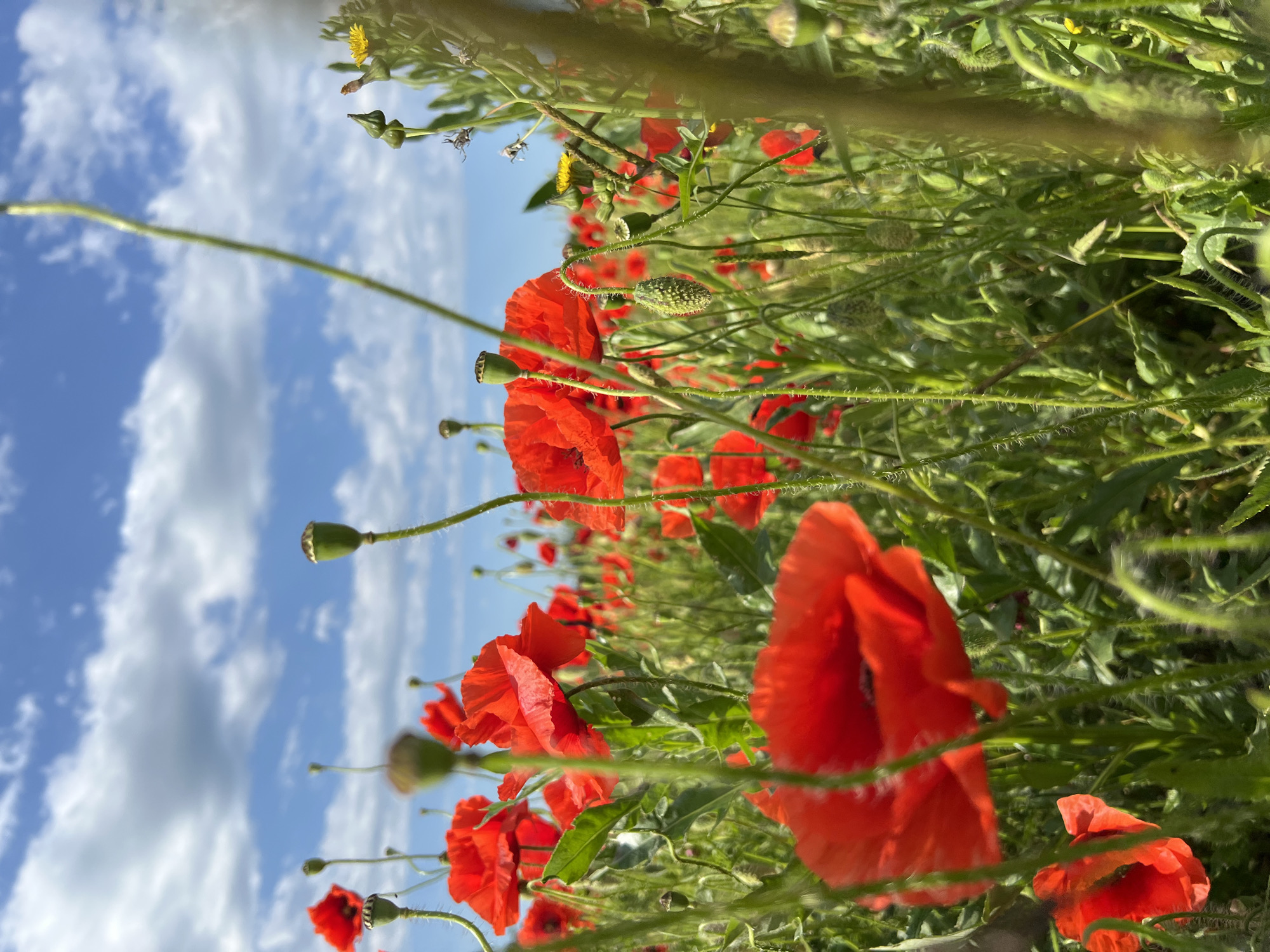 The image depicts a field of red poppies in Tugurgoy, Russia. The poppies are interspersed with green foliage, and the sky is visible in the background with white clouds. The camera is positioned low to the ground, providing a view up through the flowers and their seed pods. The image appears to be taken on a clear day with good light.
