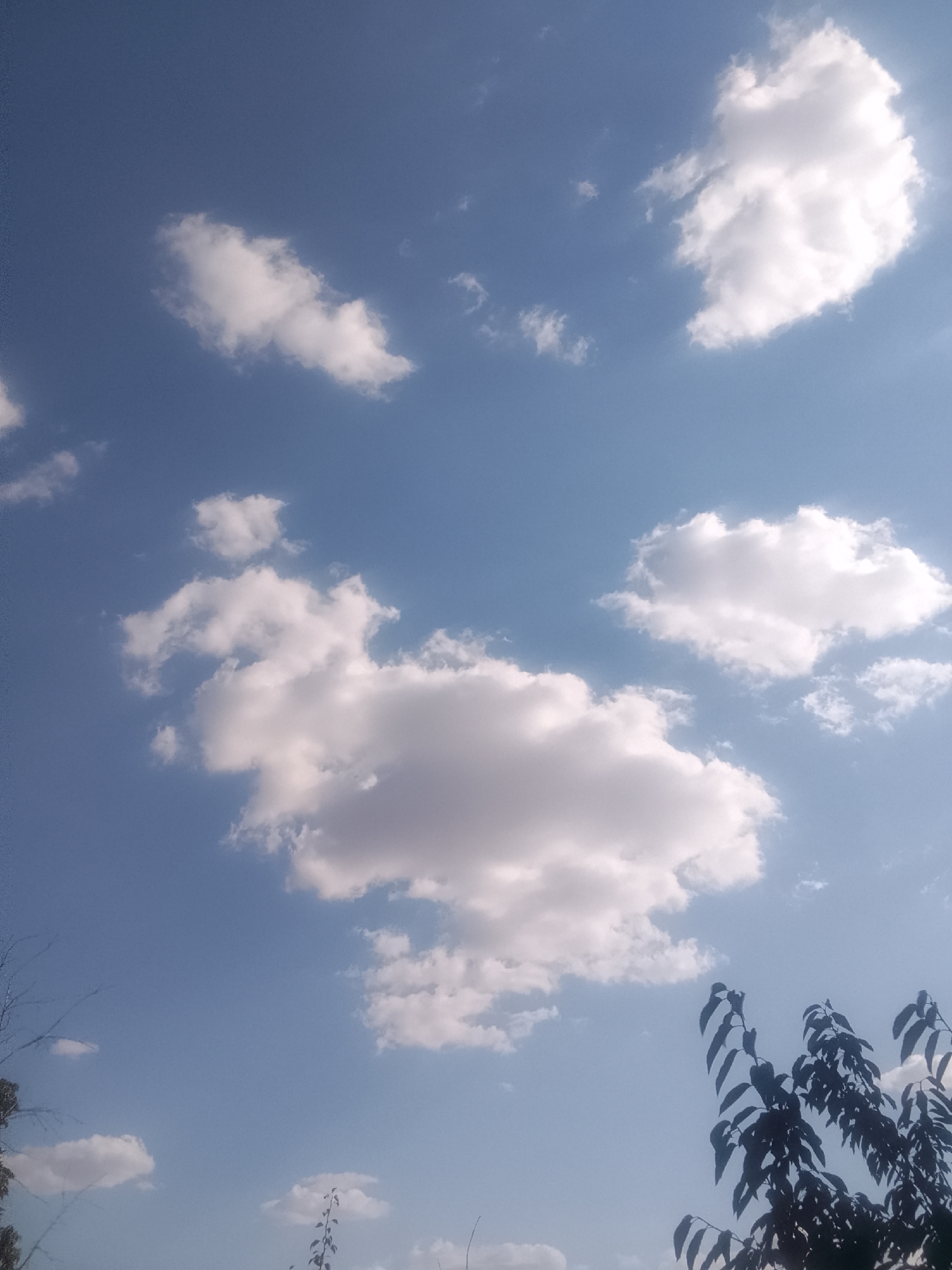 This is a photograph of a clear blue sky with scattered white clouds. The image was taken from ground level, looking upwards. The bottom of the frame shows the silhouetted branches of a tree, with dark green leaves. There are no people or identifiable landmarks visible in the image. The lighting suggests it is daytime, possibly late afternoon due to the angle of the sun, which is partially obscured by a cloud in the upper right portion of the frame. The scene appears to be outdoors in an area with vegetation. There is no information in the image to indicate the location is Volgograd, Russia.