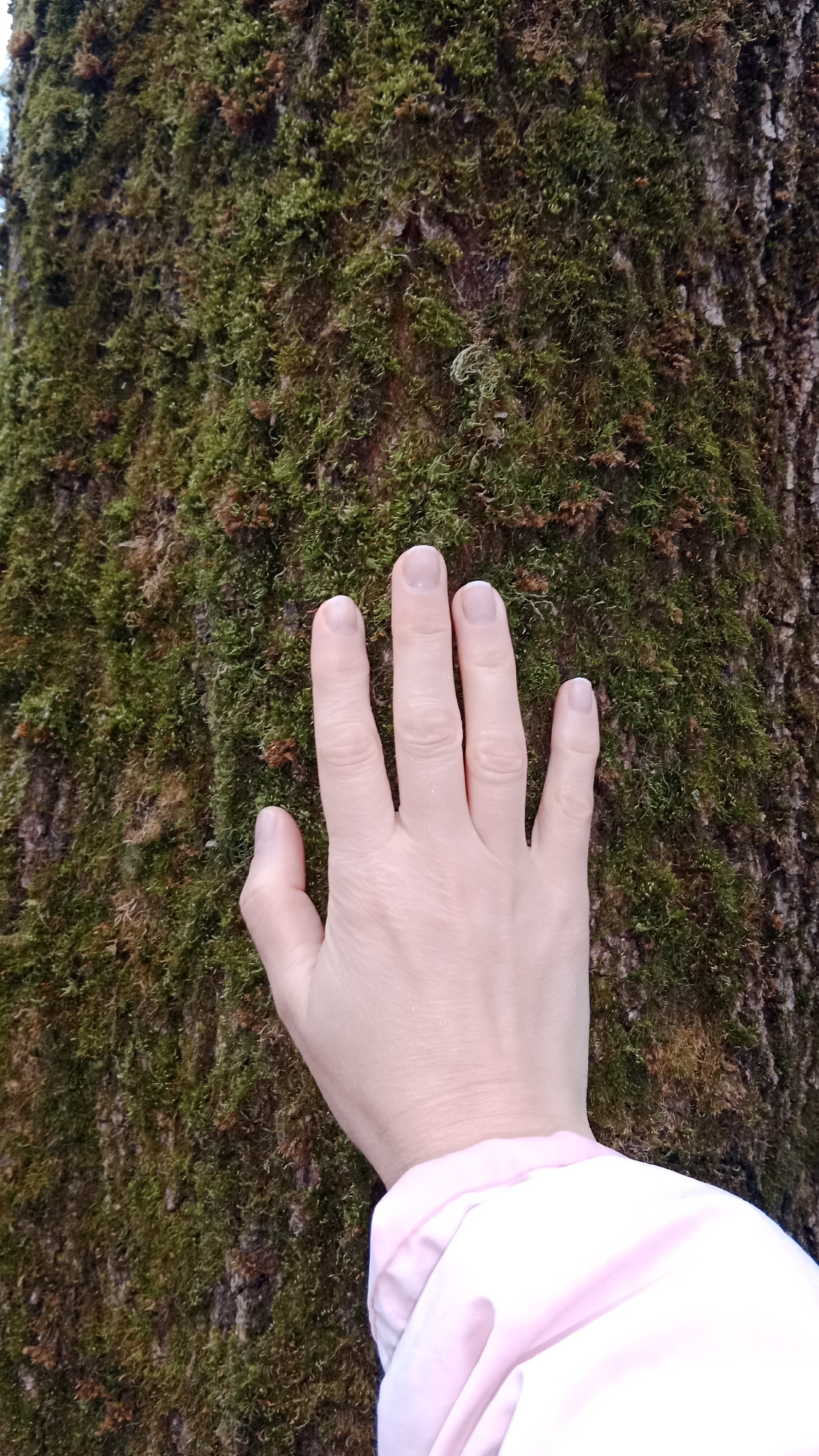 A light-skinned human hand is resting against a tree trunk covered in moss. The hand is open, with fingers extended. The person is wearing a pink jacket. The location and the city of Moscow, Russia, are not evident from the image.