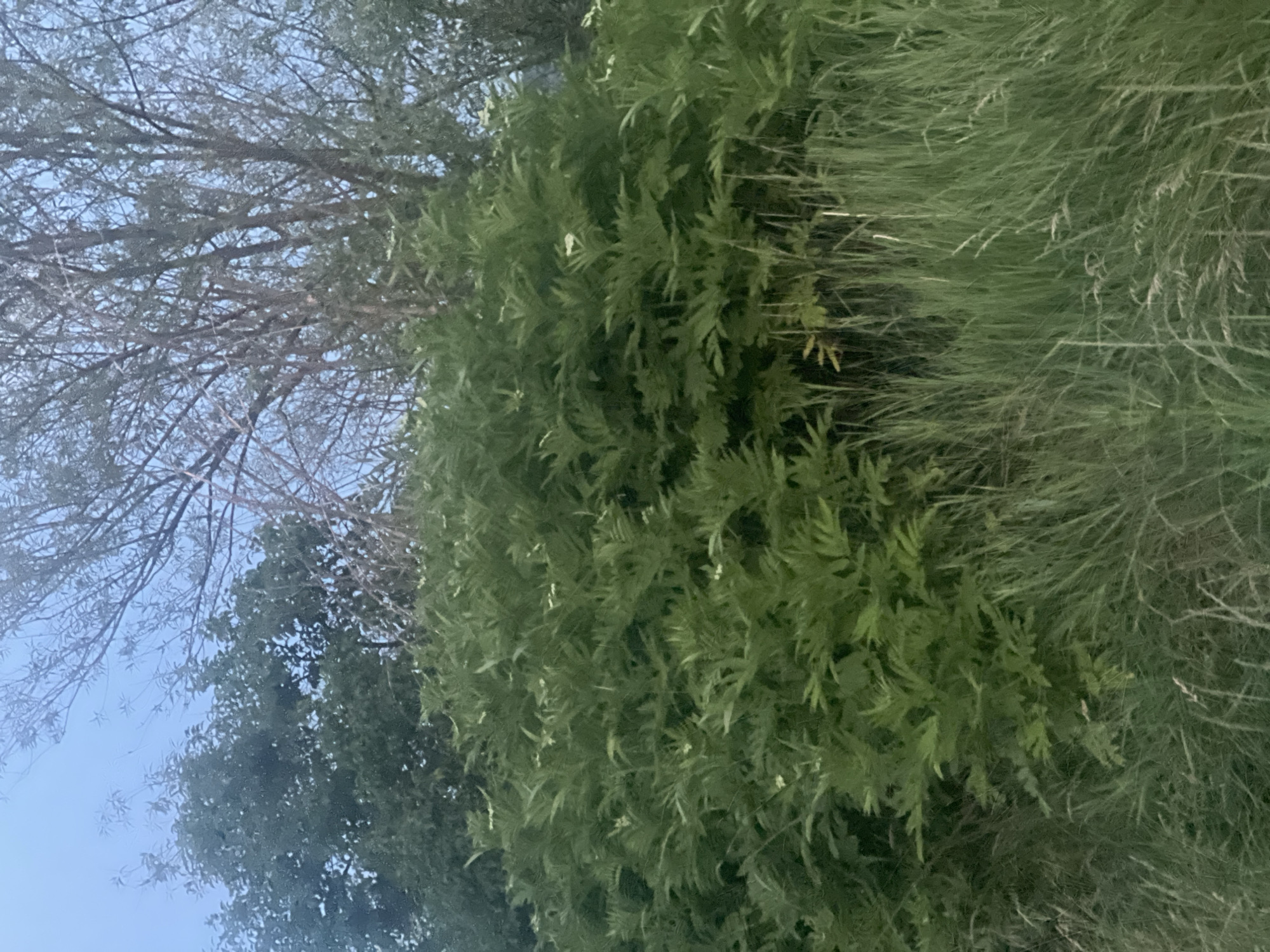 A medium shot captures a dense thicket of green foliage, likely shrubs or low-lying trees, filling the majority of the frame. The leaves are finely divided, giving the vegetation a feathery appearance. Interspersed within this greenery are occasional small white blossoms. Behind this, taller trees with bare branches are visible against a pale, overcast sky. The foreground is occupied by tall, dry grass, suggesting an outdoor, possibly natural or uncultivated area. The image is undated and unlocated, but the foliage suggests a temperate climate.