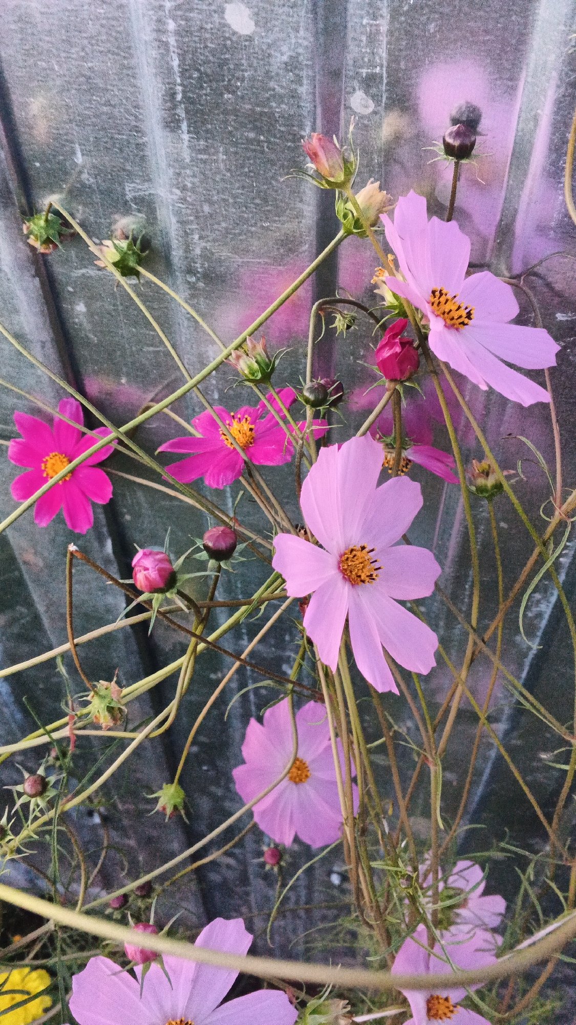 In this photograph, a cluster of cosmos flowers, predominantly in shades of pink and magenta, are in bloom against a corrugated metal background. The flowers have delicate, thin petals and prominent yellow centers. Several buds are also visible, some in reddish-pink hues and others in darker, closed stages. The stems are thin and spindly, some of them appearing dry and brown. The corrugated metal surface behind the flowers exhibits vertical ridges and appears somewhat weathered, with faint smudges of pink and purple reflected on its surface, possibly from the flowers themselves or ambient lighting. The overall impression is of a garden or natural setting, though the corrugated metal suggests an urban or semi-urban environment. There are no people or animals present in the image. The scene is static and focused on the floral subject matter.