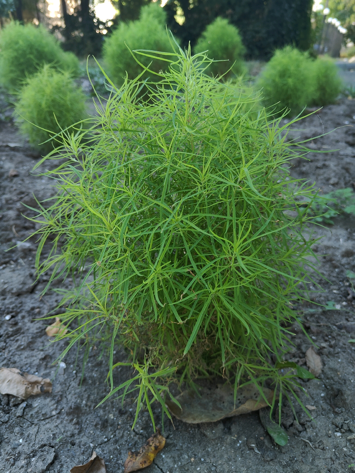 The image shows a small, bright green plant with delicate, feathery leaves, positioned in the foreground on dark, dry soil. Several other similar plants are visible in the background, appearing as fuzzy green mounds. The ground is uneven and cracked, with a few scattered brown leaves. The overall lighting suggests it is daytime, possibly late afternoon given the soft highlights on the foliage. The scene appears to be an outdoor garden or park area within the city of Chornomorsk, Ukraine, likely during a dry period.