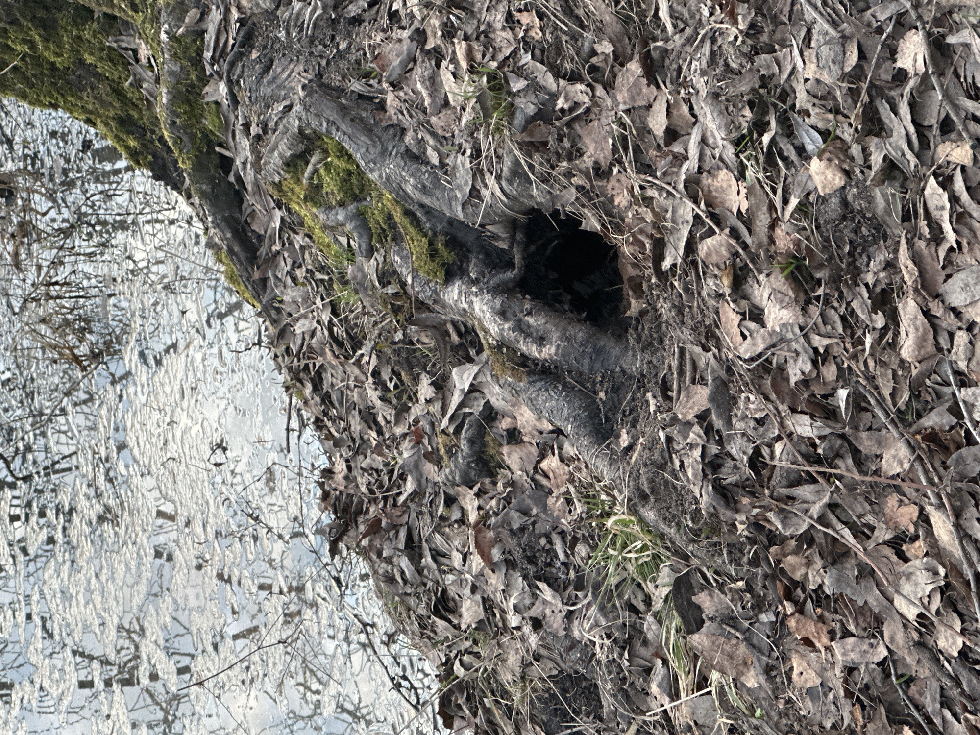 A tree trunk covered in dead leaves sits next to water, likely a river or lake. Green moss grows on the trunk. A hole is visible in the tree trunk. The reflection of bare branches is visible in the water. The location may be in or near Moscow, Russia, based on the user's instructions.