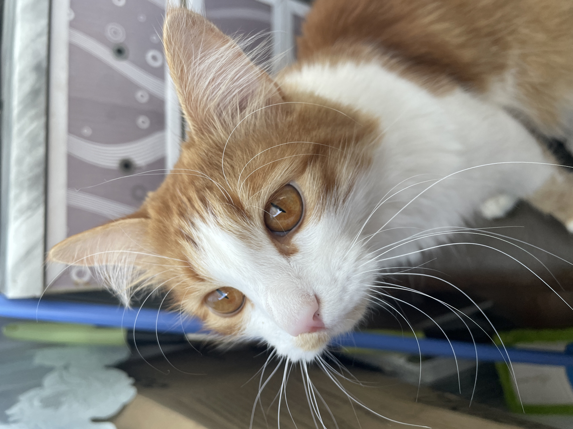 A close-up shot focuses on the face of an orange and white tabby cat. The cat is looking upwards and to the left of the frame. Its large, amber eyes are clear and attentive. The cat's whiskers are prominent, fanning out from its nose and above its eyes. The background is blurred, with hints of blue and green objects, possibly part of an outdoor setting. The cat's fur is a mix of ginger and white. The image appears to be taken outdoors, possibly on a balcony or near a building, given the background elements.