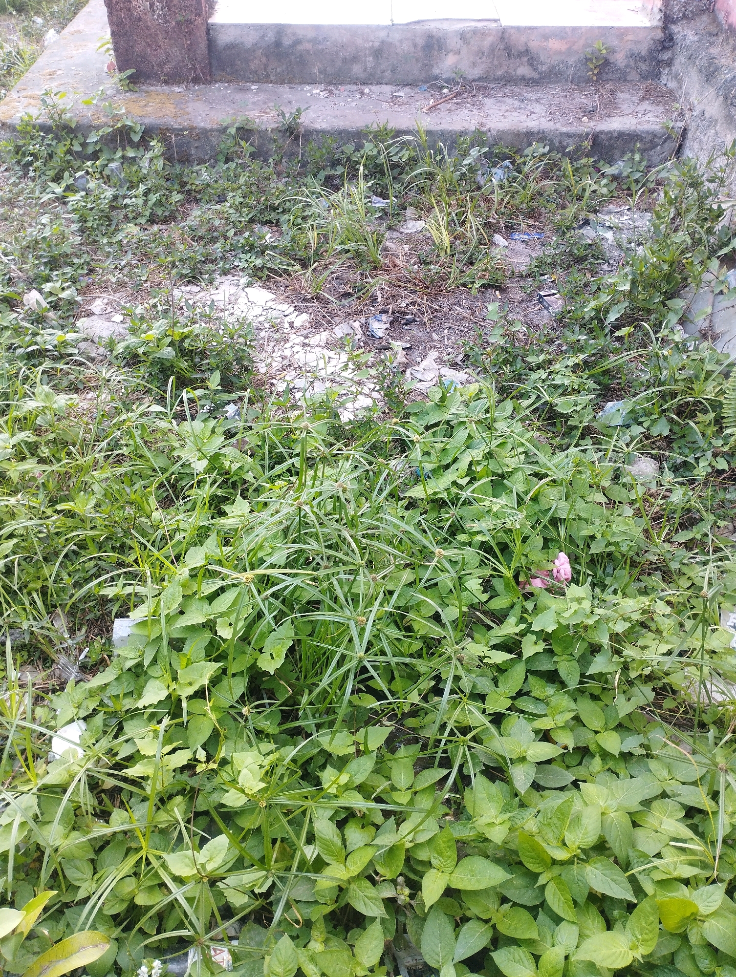 The image depicts an overgrown area with concrete steps leading up to a structure. The ground surrounding the steps is covered in dense green vegetation, including various types of grasses and leafy plants. Scattered amidst the foliage are pieces of debris, such as plastic wrappers and broken white material. In the foreground, a few pink petals are visible amongst the green leaves, and in the lower left corner, a white object, possibly a flower or part of a discarded item, is present. The scene appears unkempt and possibly abandoned, with the natural elements taking over the man-made structure and surrounding ground. The image does not contain any people or identifiable actions. The environment suggests an outdoor urban or semi-urban setting.
