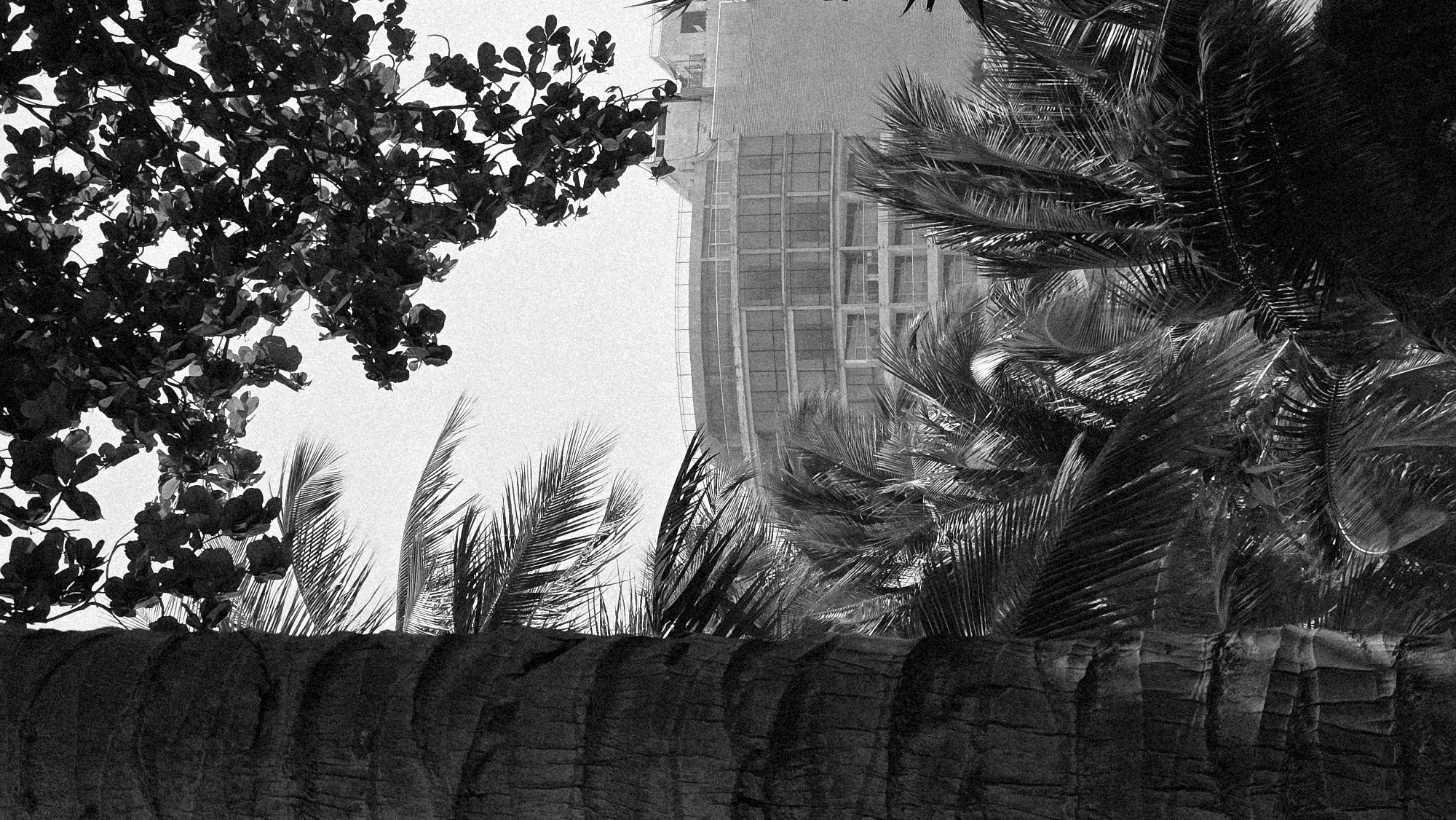 This black and white image depicts a partial view of a high-rise building in Nha Trang, Vietnam, framed by tropical vegetation. The building, with its grid-like window pattern, appears slightly curved. In the foreground, there is a stone wall or embankment partially obscured by palm trees and other tropical foliage, including a tree with large, round leaves. The sky is visible in the gaps between the trees.