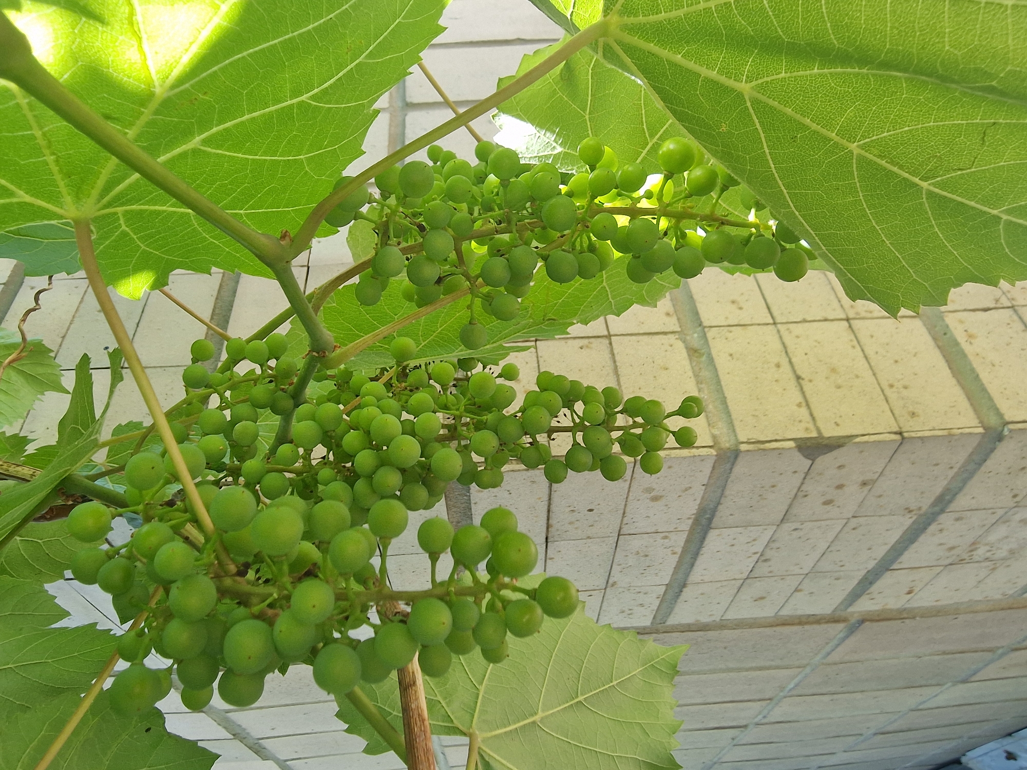 In Bershad, Ukraine, a close-up, eye-level shot captures a cluster of unripe green grapes hanging from a vine. The grapes are small and round, clustered tightly together on stems. Large, vibrant green grape leaves with prominent veins surround the fruit. The background features a cream-colored, tiled wall with horizontal grout lines and scattered dark speckles. Sunlight illuminates the scene, casting bright highlights on the leaves and creating shadows. No people or animals are visible.