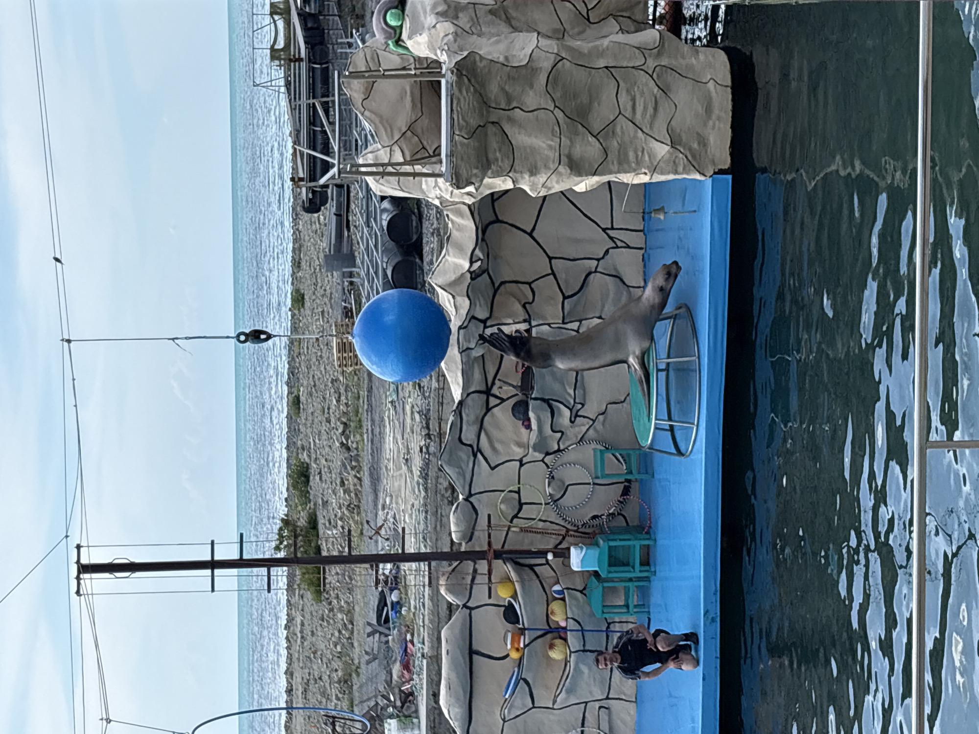 This full-shot daytime outdoor image depicts a marine animal performance venue situated by the sea. In the foreground, a large, dark-colored body of water, likely a pool, shows reflections of the sky and surrounding structures, with a metal railing partially visible at the bottom edge.
The central focus is a bright blue performance platform. On this platform, a light brown sea lion is captured mid-action, balanced on its lower body with its front flippers extended upwards towards a large, inflated blue ball. This blue ball is suspended by a thin white rope from an overhead wire structure. To the left of the sea lion, a man with short dark hair, dressed in a black t-shirt and shorts, is kneeling on the blue platform, observing the animal.
The stage area is accessorized with various props: a round, low table with a green top supports the sea lion, two turquoise-colored stools, a smaller turquoise table, and a white cooler are visible. Hula hoops, some resting on the platform and others hanging, along with several small balls (yellow, orange, white), a black hat, and a small bell are arranged on and around the platform.
Behind the performance area, a textured wall designed to resemble stacked, light-colored rocks with dark outlines creates a backdrop. This wall supports various items and structures, including a small diving platform on the right, topped with a green turtle figurine.
Beyond the rock wall, a wide stretch of rocky and gravelly shoreline is visible. This area appears somewhat disused or industrial, with large dark barrels, metal grates, wooden pallets, and other debris scattered across it. A tall, dark utility pole with several crossbars and wires rises from this shore area; a small bird is perched on one of the overhead wires. The open sea, characterized by calm, light blue-green water, extends to the horizon, meeting a clear, light blue sky with scattered white clouds. The overall scene suggests an event taking place under a bright sky, possibly in a makeshift or functional outdoor setting rather than a highly refined urban park. The precise location in the city of Unknown, Unknown is not discernible from the visual information.