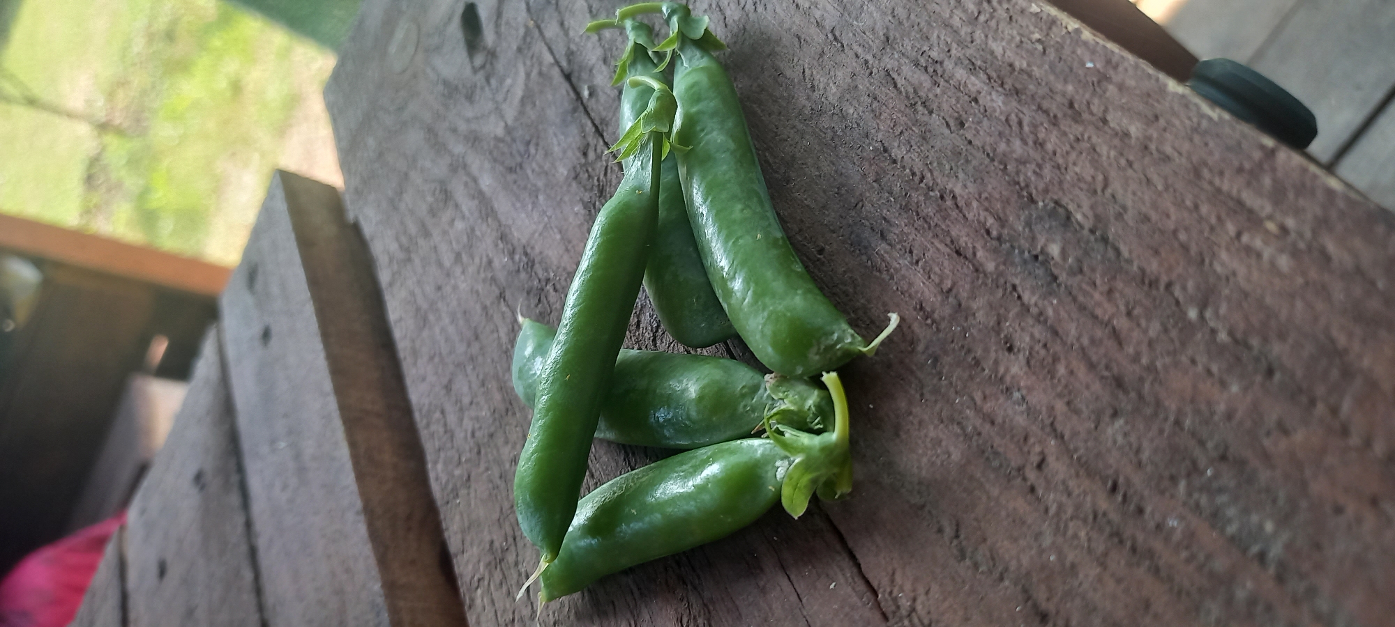 This media file features several green pea pods resting on a rustic wooden surface. The pods are of varying sizes and stages of development, with some appearing plump and mature while others are smaller and less developed. A few have visible tips or stems. The wooden surface is weathered, showing a grain pattern and some imperfections. In the background, out of focus, hints of greenery and possibly sunlight suggest an outdoor setting, perhaps a garden or patio. The lighting appears natural, indicating daytime. There is no visible text in the media file. The setting in Kryvyi Rih, Ukraine, places this image within a specific geographic and cultural context.
