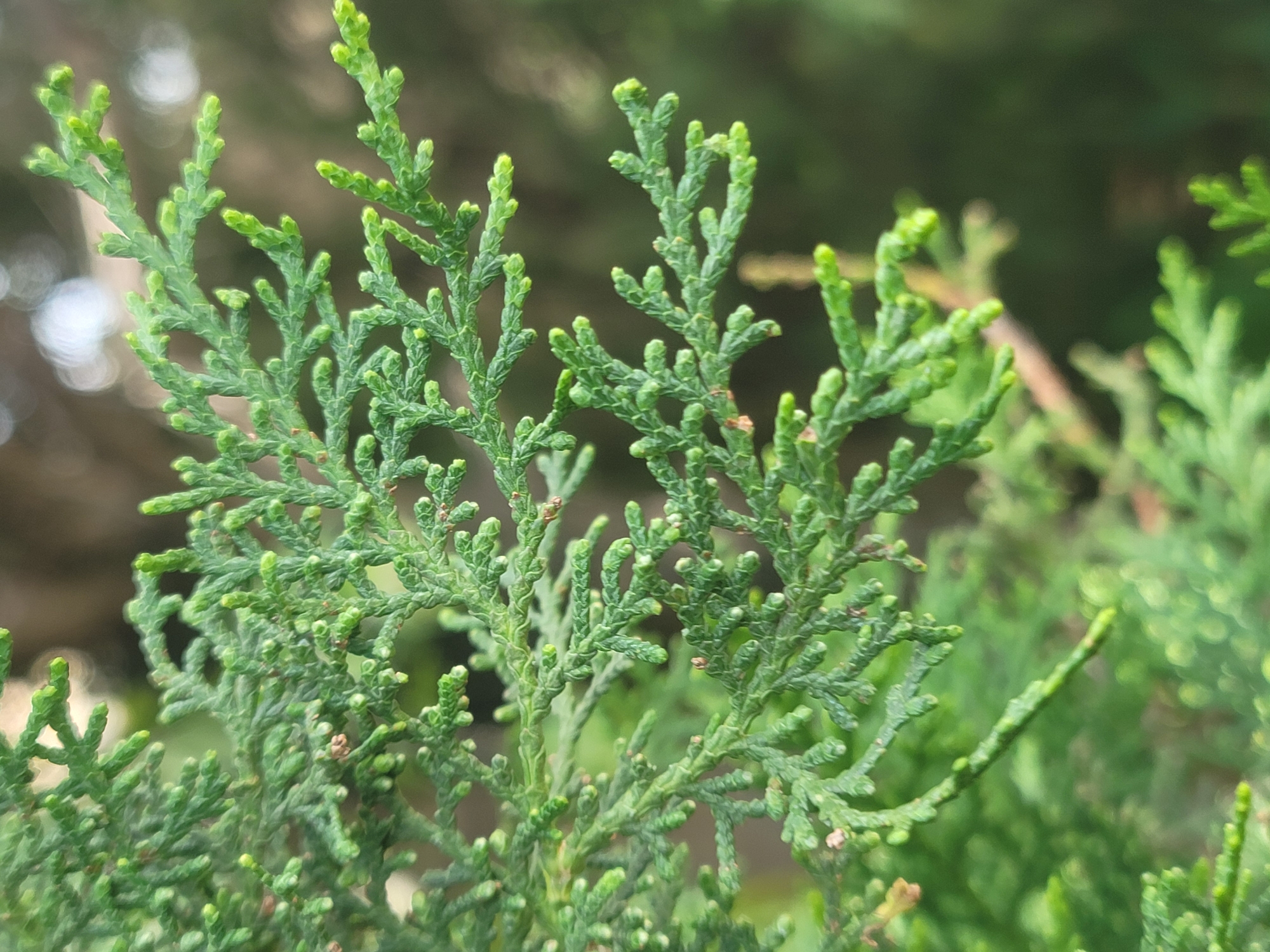 The image is a close-up, vertical shot of a vibrant green coniferous branch. The foliage is dense, with small, scale-like leaves forming intricate patterns along the stems. Tiny buds are visible at the tips of some of the branches, suggesting new growth. The background is softly blurred, creating a bokeh effect with indistinct shapes and colors, indicating an outdoor environment. The lighting suggests it could be daytime, with natural light illuminating the branch. No people or specific landmarks are identifiable in the image, making it impossible to determine a location within the city of Jos, Nigeria, or any other specific location. The image focuses solely on the texture and detail of the plant.