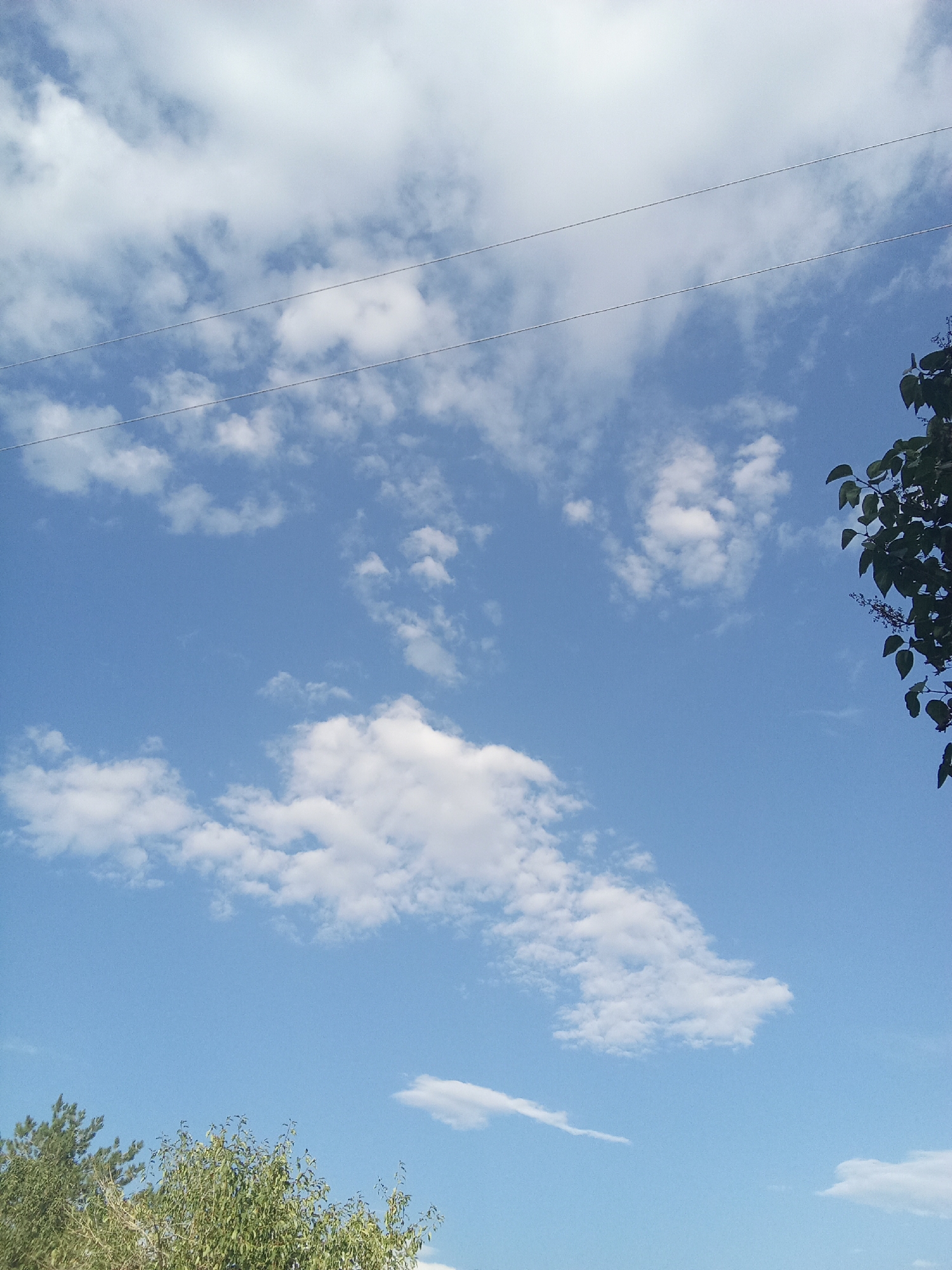 The image shows a bright, clear blue sky with scattered white cumulus clouds. Two thin, taut wires run horizontally across the upper portion of the frame. In the upper right corner, a dark green leafy branch with a few small dark berries hangs into the frame from the top edge. In the bottom portion of the image, the tops of green trees are visible against the sky. The scene depicts an outdoor environment with elements of nature and human infrastructure. The location is identified as Samsonovka, Kazakhstan.