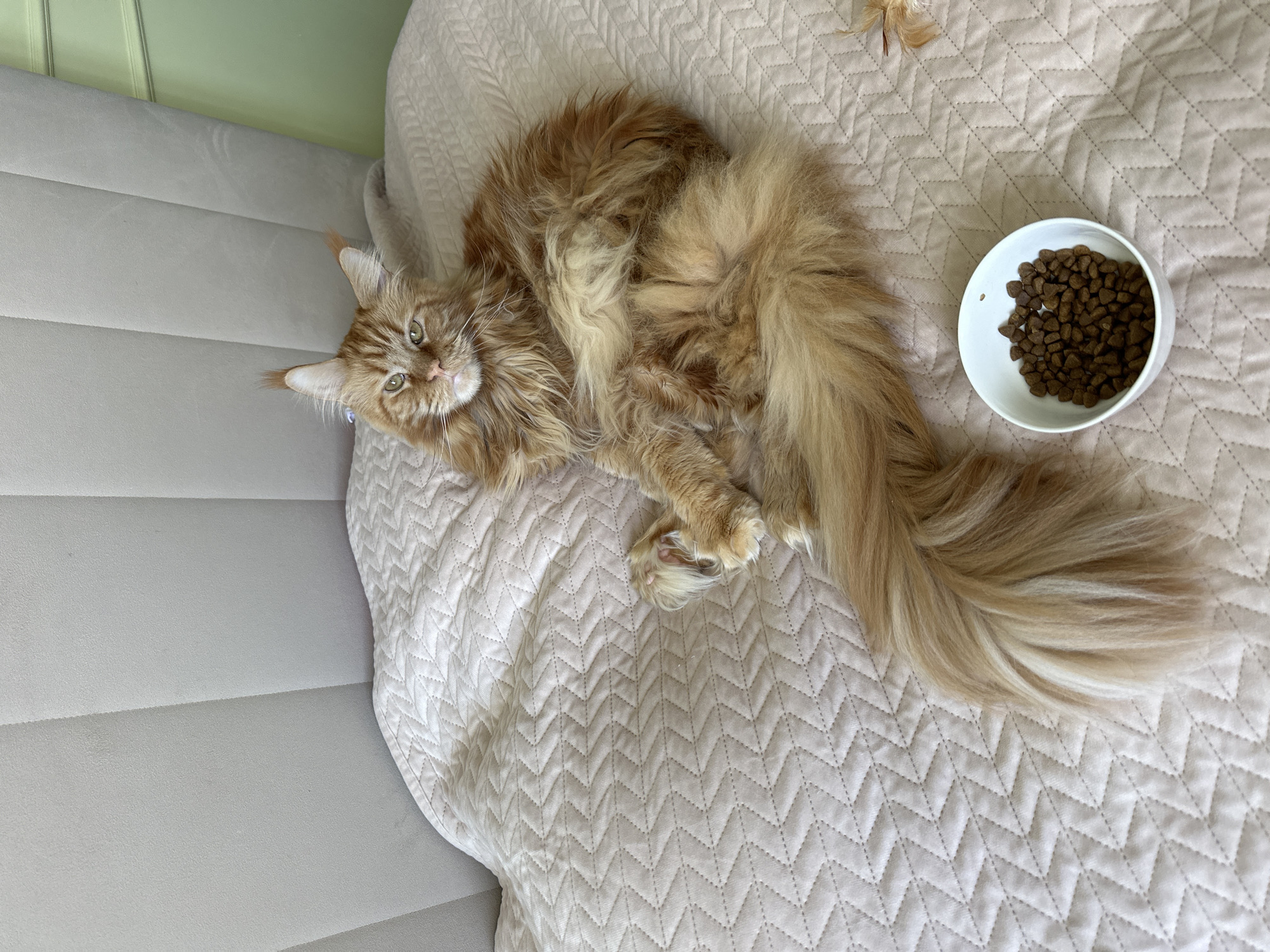 A large, ginger Maine Coon cat is lying on a quilted bedspread with its head turned to the camera. The cat is fluffy with tufted ears and a long, bushy tail. A white bowl filled with brown kibble is placed on the bedspread in front of the cat. The background shows a padded headboard and a sliver of a green wall. The scene is indoors and does not provide any information about the city of Chaikovsky, Russia.