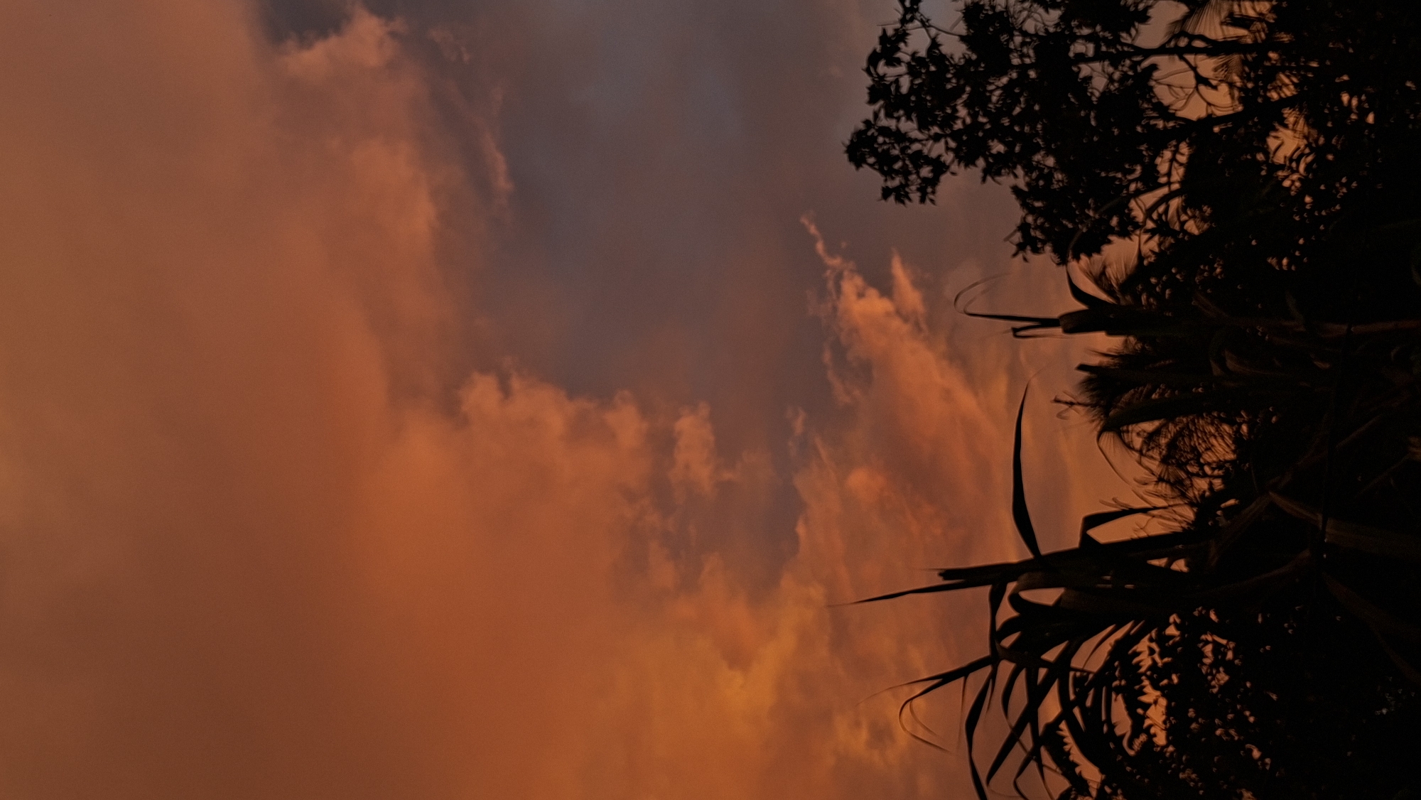 The image captures a sunset over Kutaglumpang, Indonesia. The sky is dominated by vibrant orange and purple hues, with clouds casting dramatic shadows. Silhouetted against the colorful sky are the dark shapes of tropical vegetation, including tall, reedy plants in the foreground and the leafy branches of trees on the right. The overall scene evokes a sense of natural beauty and tranquility at dusk.