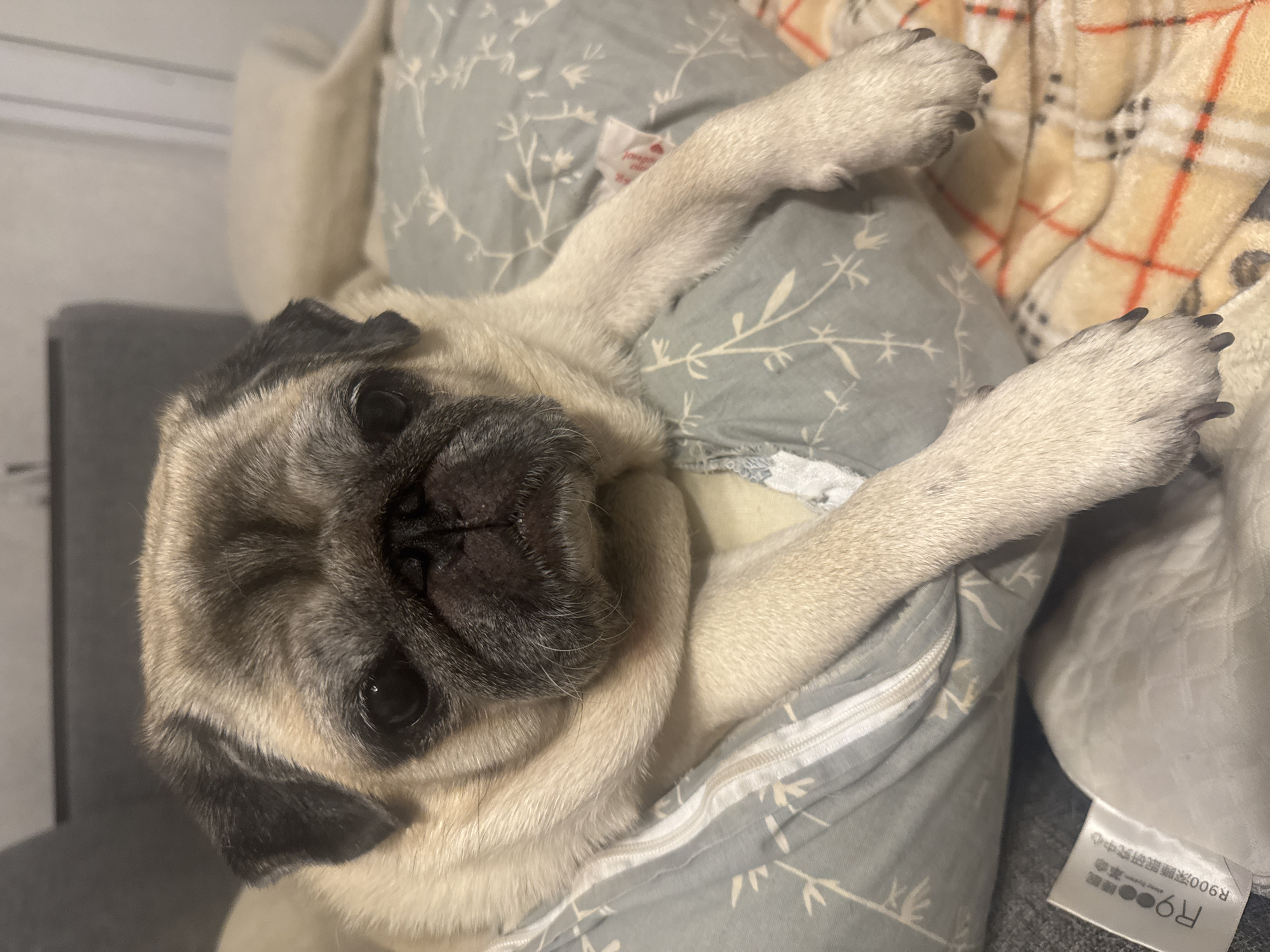 A pug dog is lying down on a patterned pillow and a plaid blanket. The dog is facing the camera and its front paws are resting on the pillow. The background is blurred but appears to be a room with a sofa. The location is Unknown, Unknown.