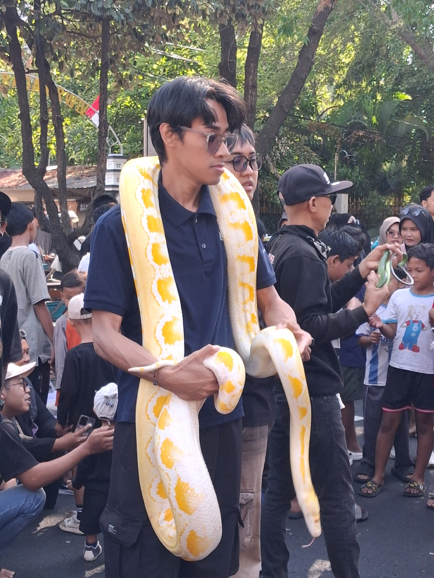 The image depicts an outdoor gathering in Surakarta, Indonesia, likely a public event given the presence of a crowd and a festive atmosphere suggested by Indonesian flags in the background. The central focus is a young man wearing a dark blue polo shirt and sunglasses, with a large, albino python draped around his neck and shoulders. He is holding the snake's body with both hands. To his right, another individual in a black hoodie and baseball cap holds a green object, possibly a leash or prop, interacting with the snake. Other people, including children and adults, are visible in the background, some looking towards the python. The environment is characterized by trees and dappled sunlight, indicating an outdoor setting in a park or street.