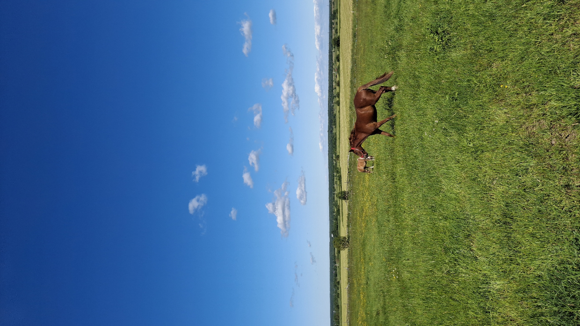 An adult brown horse with a red halter is walking across a vibrant green grassy field dotted with yellow wildflowers. To the left and behind the adult horse, a smaller light brown horse or foal is grazing. In the background, a distant line of trees and rolling green hills under a bright blue sky with scattered white clouds form the landscape. The scene appears to be a rural pasture located in Kaporskoe, Russia.