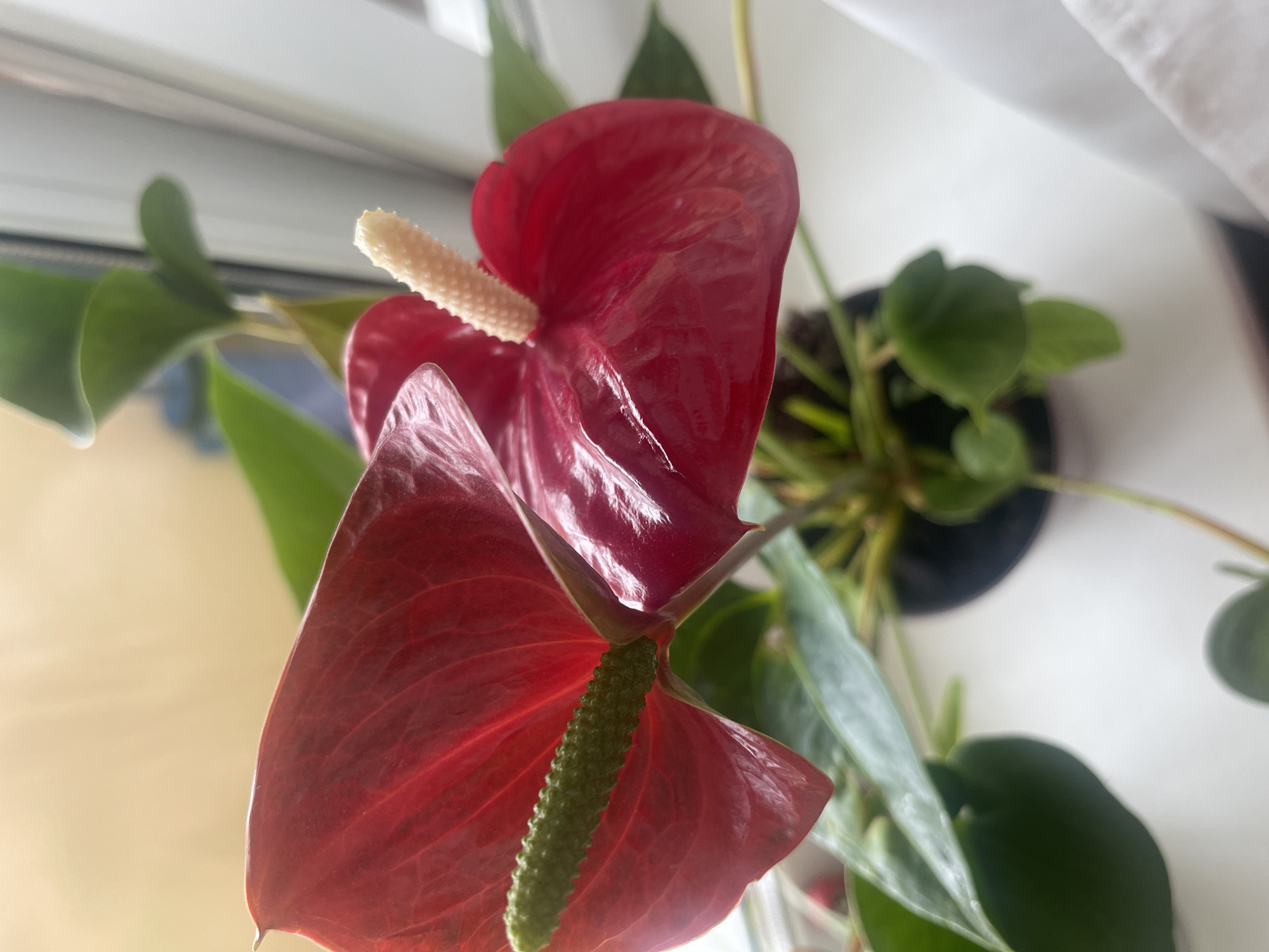The image shows a close-up view of a red anthurium plant with two prominent spathes and spadices. The plant is in a pot, which is partially visible at the bottom center of the image. The background consists of a window with a white curtain on the right and a blurred light-colored wall or background on the left. The scene appears to be indoors, possibly on a windowsill. The lighting suggests it is daytime. The image does not contain any information about the city of Minsk, Belarus, or any people.