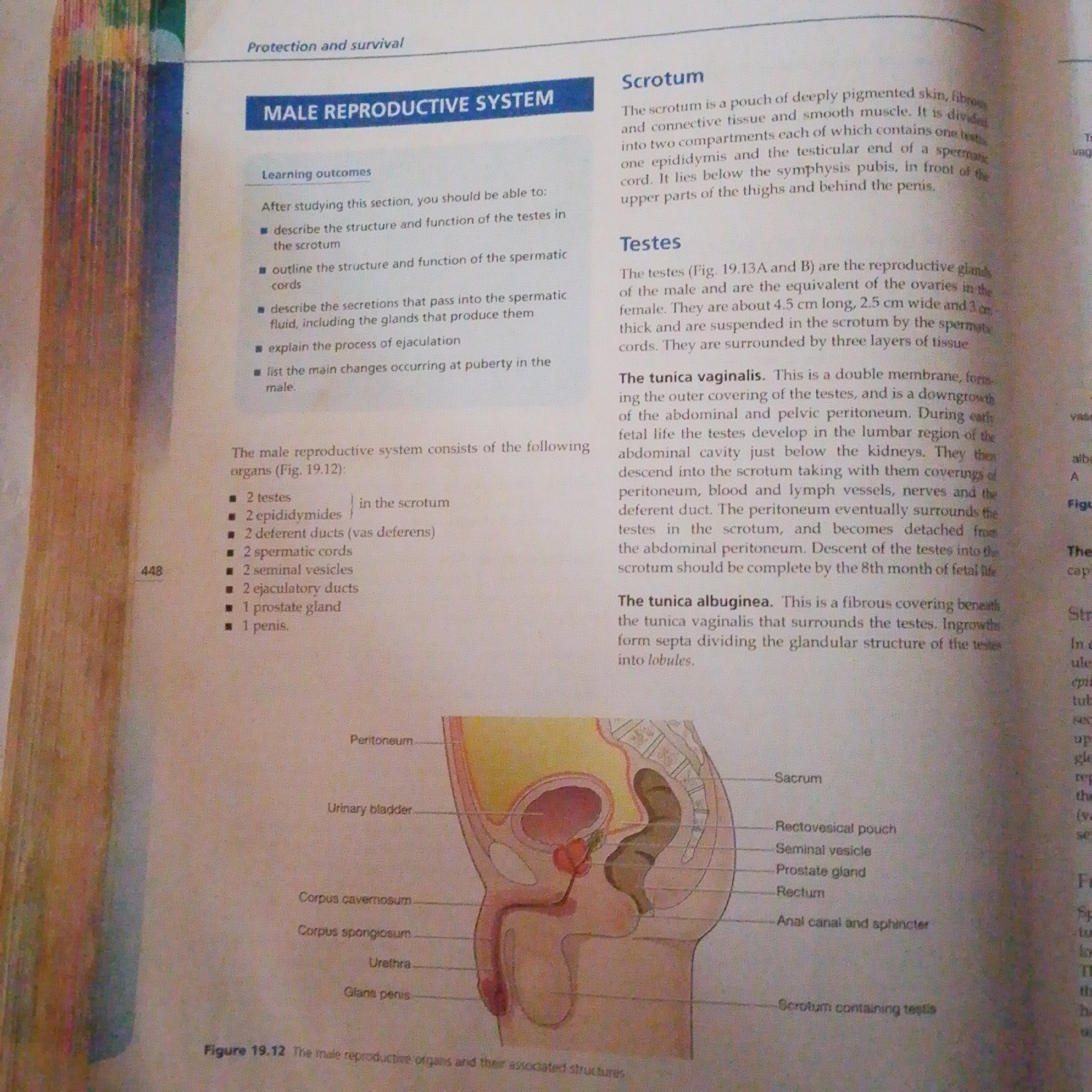 The image displays text and a diagram related to the male reproductive system. The text is divided into sections discussing the scrotum and testes, along with learning outcomes and a list of organs. A detailed anatomical illustration shows a sagittal view of the male pelvic region, labeling various structures such as the peritoneum, urinary bladder, corpus cavernosum, corpus spongiosum, urethra, glans penis, rectum, seminal vesicle, and prostate gland.
The image is a page from a textbook, likely a biology or anatomy resource, and does not depict any specific real-world location, including Jalingo, Nigeria. Therefore, no description related to that city can be provided.