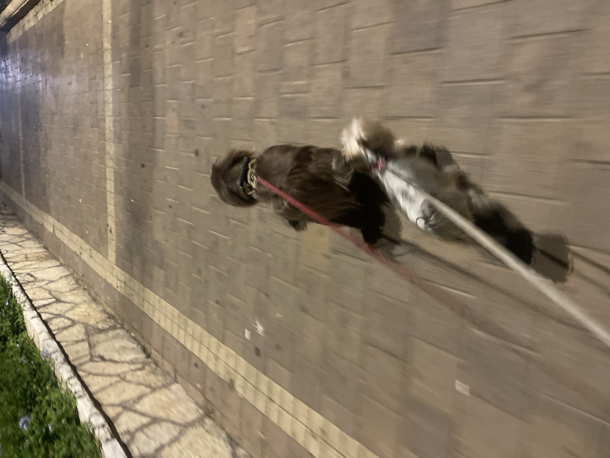 An exterior, eye-level, vertical, medium shot depicts two dogs being walked on leashes along a paved sidewalk in Netanya, Israel. The pavement is made of rectangular brown bricks, separated by lighter colored grout lines, and a raised, sandy colored textured wall runs along the left side of the frame, with green foliage visible above it. The scene is slightly blurred due to motion, indicating the subjects are in motion.
The foremost subject is a small, light-colored dog, with gray and white fur, facing forward and moving away from the camera. It is attached to a red leash that extends out of frame. Directly behind it, and slightly to the right, is a larger, darker brown dog with long fur, also moving away from the camera. This dog wears a red and black collar and is attached to a red leash that goes out of frame to the left, crossing over the leash of the lighter-colored dog. The motion blur suggests the dogs are walking at a moderate pace. The lighting appears to be artificial, possibly from streetlights, casting subtle shadows on the pavement. The overall environment suggests an urban or suburban street setting.