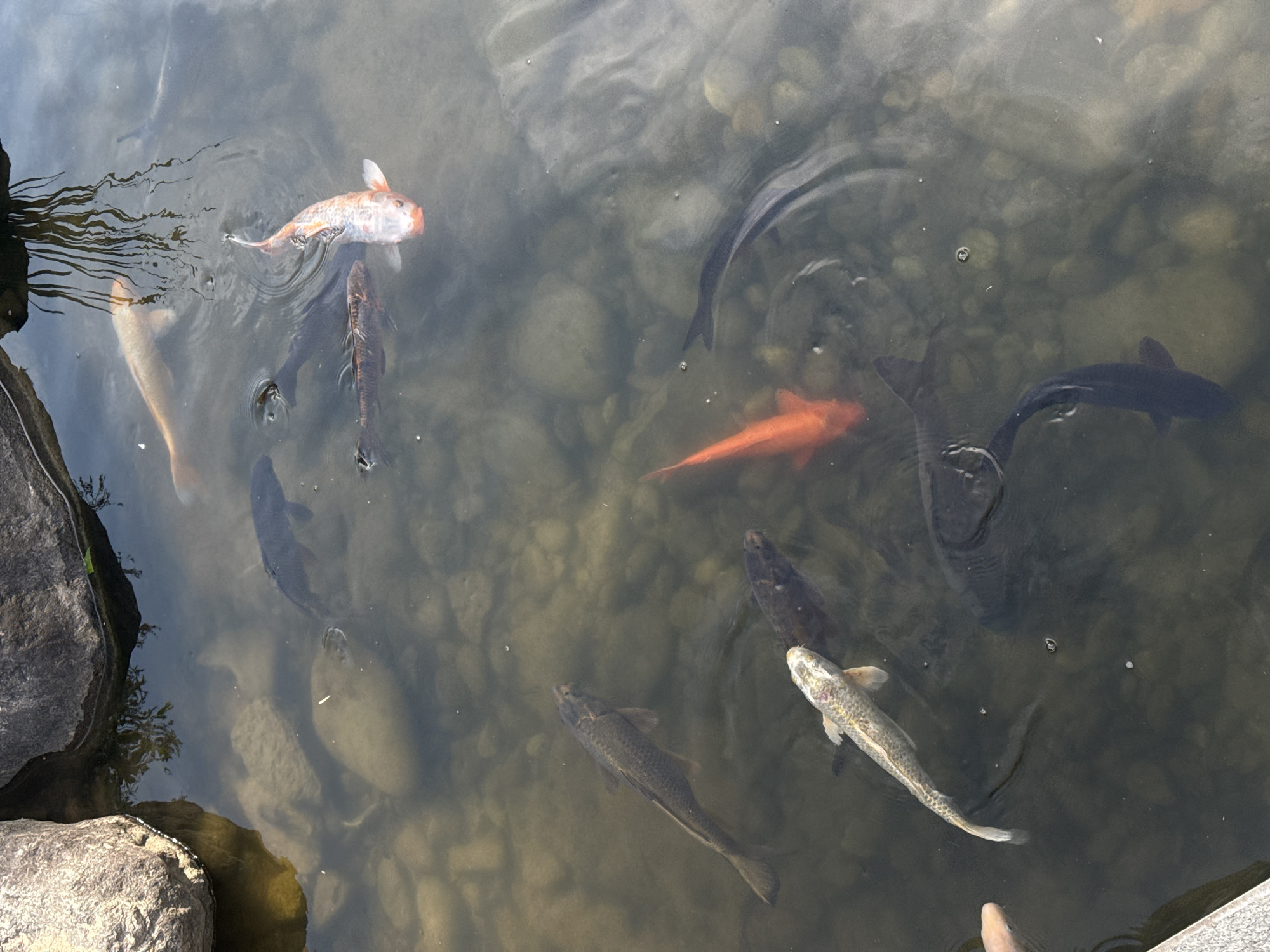 The image shows a body of water, likely a pond or a stream, filled with several fish, including koi. The water is somewhat murky, and the bottom is visible, consisting of stones and pebbles. The fish vary in color, with orange, white, and dark varieties visible. Some rocks are visible on the left side of the image. No people are visible. No information on the image indicates that it is in Seoul, South Korea.