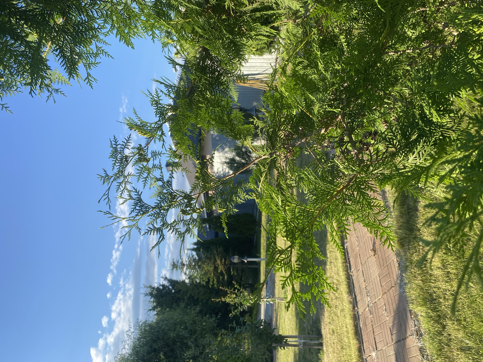 The image depicts a close-up view of a bright green coniferous shrub in the foreground, obscuring much of the background. Beyond the shrub, a brick pathway is visible, laid in a herringbone pattern on the left side of the frame. Adjacent to the pathway is a lawn with dry, golden grass. Further back, several trees and a building with a light-colored exterior and a dark roof are discernible. The sky above is a clear blue with scattered white clouds. The scene appears to be an outdoor residential area, possibly a garden or backyard, in Volzhsk, Russia. There are no people or animals visible in the image. The lighting suggests it is daytime, likely late afternoon due to the long shadows cast by the trees.