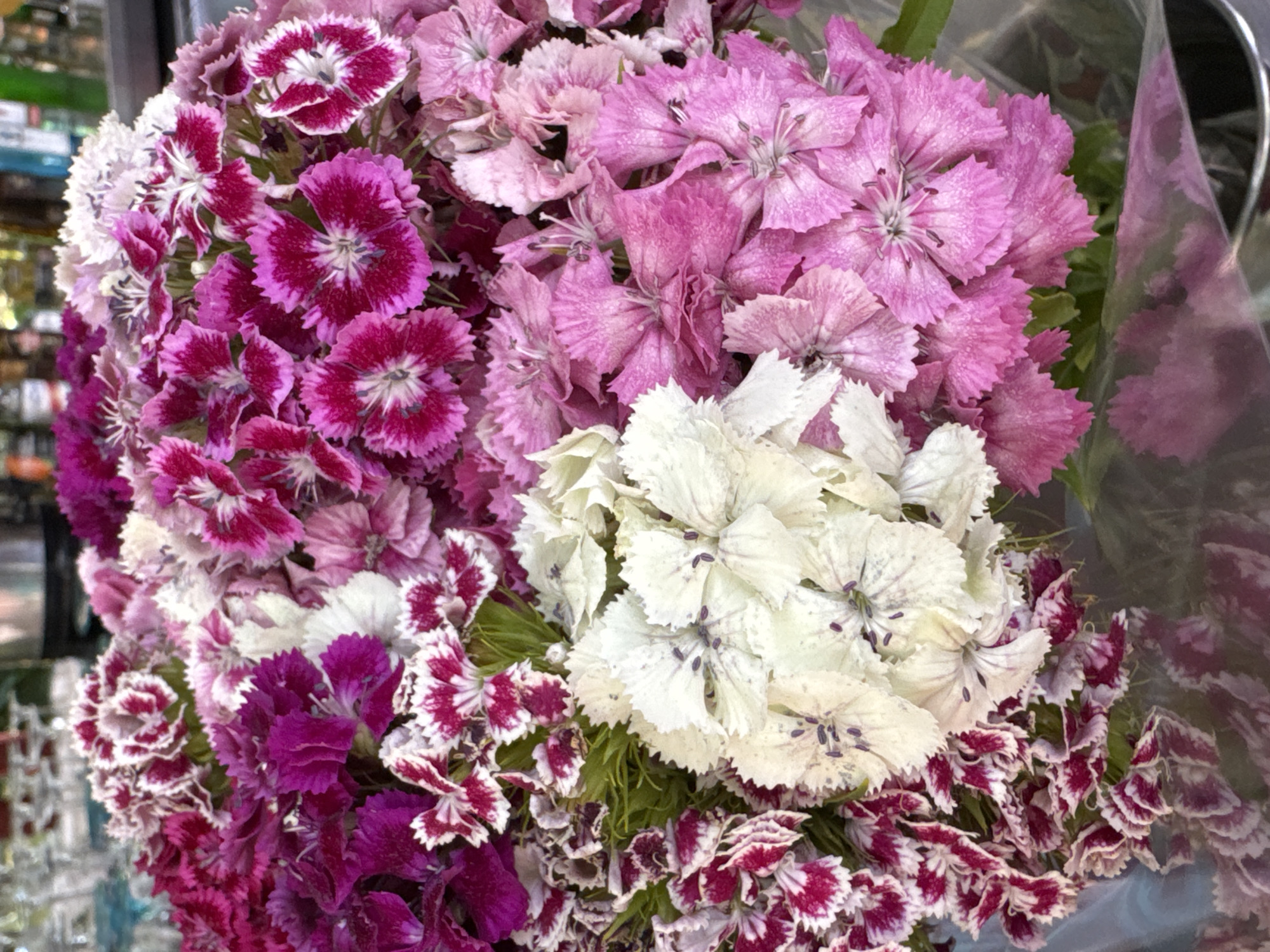 The image displays a vibrant, densely packed bouquet of dianthus flowers, commonly known as sweet William or pinks. The flowers exhibit a variety of colors, predominantly shades of fuchsia, deep purple, and light pink, interspersed with clusters of white blooms. Many of the flowers are variegated, featuring contrasting colors such as white petals with fuchsia edges or deep pink centers. The petals are distinctly fringed or serrated, giving the bouquet a ruffled appearance.
Green foliage is visible peeking through the clusters of blossoms, adding to the freshness of the arrangement. The flowers appear fresh and healthy, with clear details visible in the petals and stamen.
The bouquet is partially wrapped in clear plastic, particularly visible on the right side of the image, suggesting it is a ready-to-sell item or a newly purchased arrangement. The background is soft and out of focus, showing indistinct shapes and colors, likely indicative of an indoor setting such as a flower shop or market. There are no specific visual cues within the image itself to confirm the provided location context of Yerevan, Armenia.
No specific activity or event is depicted, as the image is a close-up still life of the flowers. There is no visible text or branding within the image. The lighting suggests a well-lit indoor environment, but the time of day and weather conditions cannot be determined.