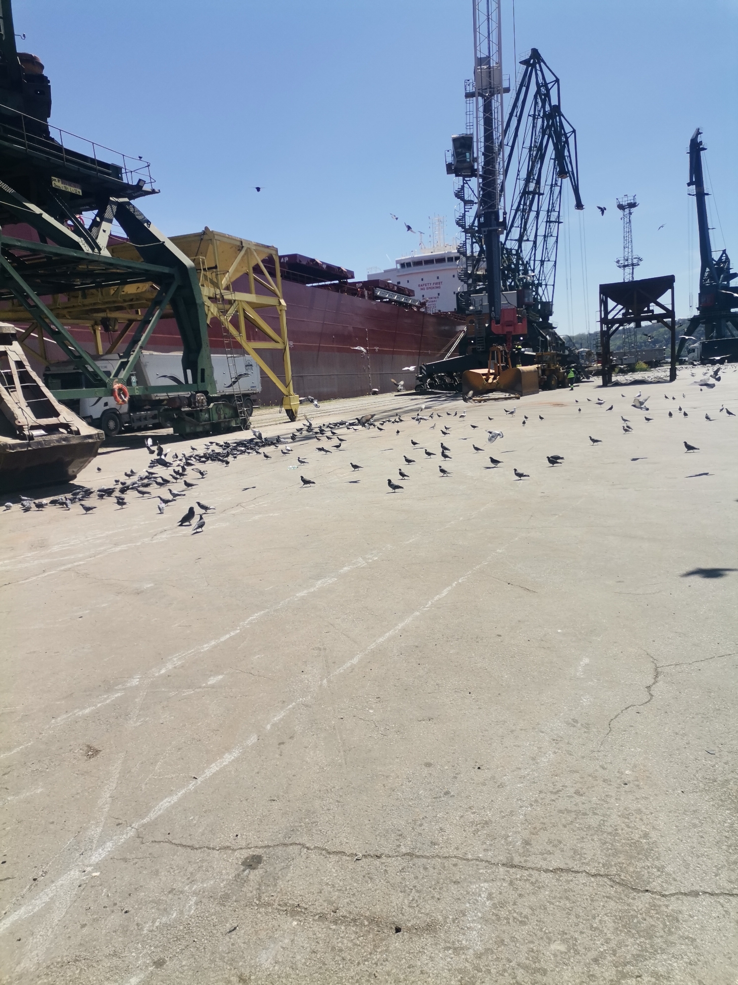The image depicts a scene at the Port of Varna, Bulgaria. In the background is a large, red cargo ship docked at the pier. Several industrial cranes and loading equipment are situated around the ship. A large flock of pigeons is dispersed across the concrete pavement of the port area. The sky is clear and blue, suggesting a sunny day. The overall atmosphere suggests a busy, industrial port environment.