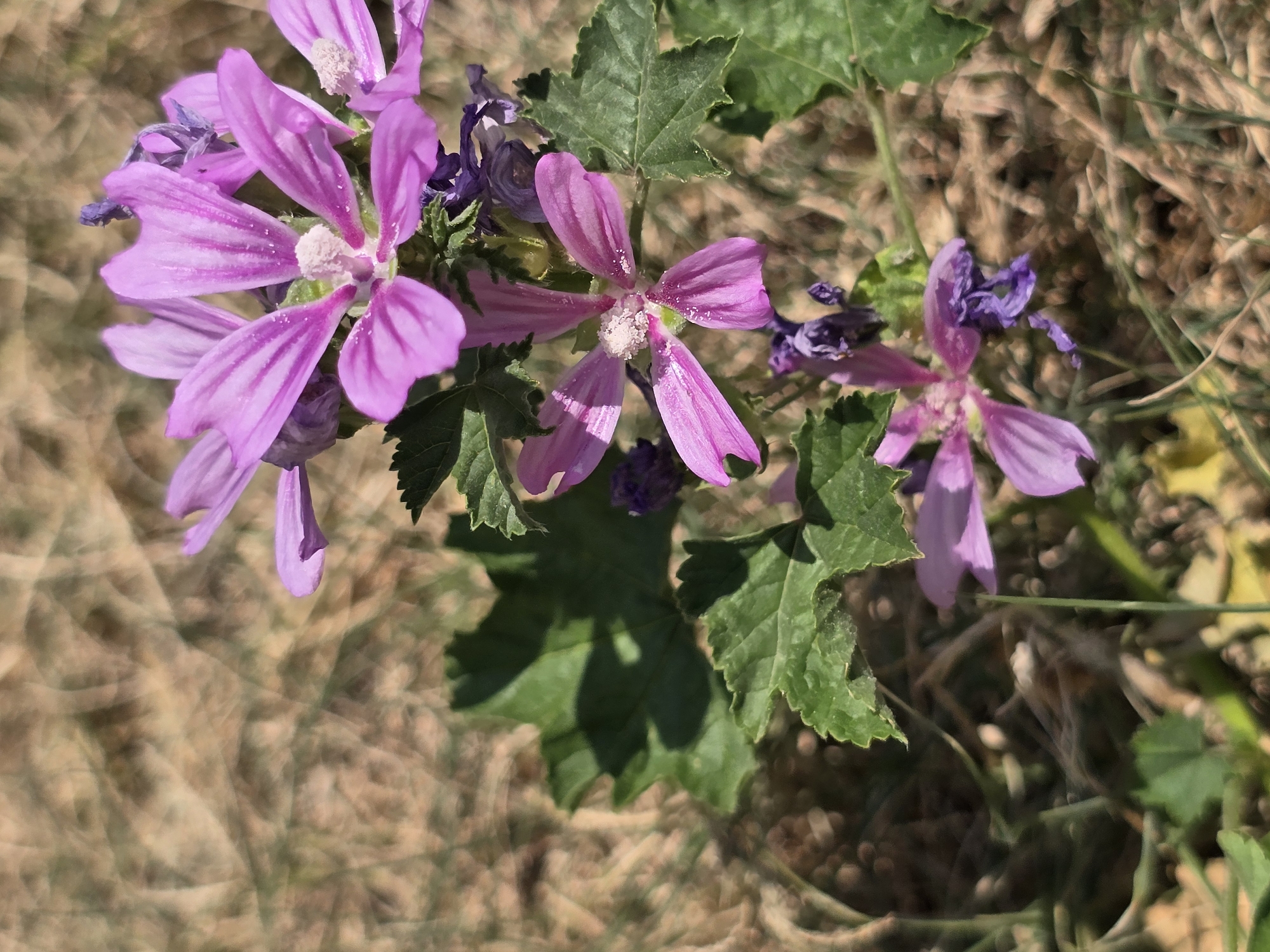 A close-up, high-angle shot focuses on several purple mallow flowers and their green leaves, set against a blurred background of dry grass and soil. The flowers, with their distinctive five petals, are in various stages of bloom, some fully open and others wilting. The stamens in the center of the open flowers are tipped with small, white pollen. Sunlight casts shadows on the textured ground, highlighting the details of the plant. This image was taken in Podgorica, Montenegro, on a sunny day.