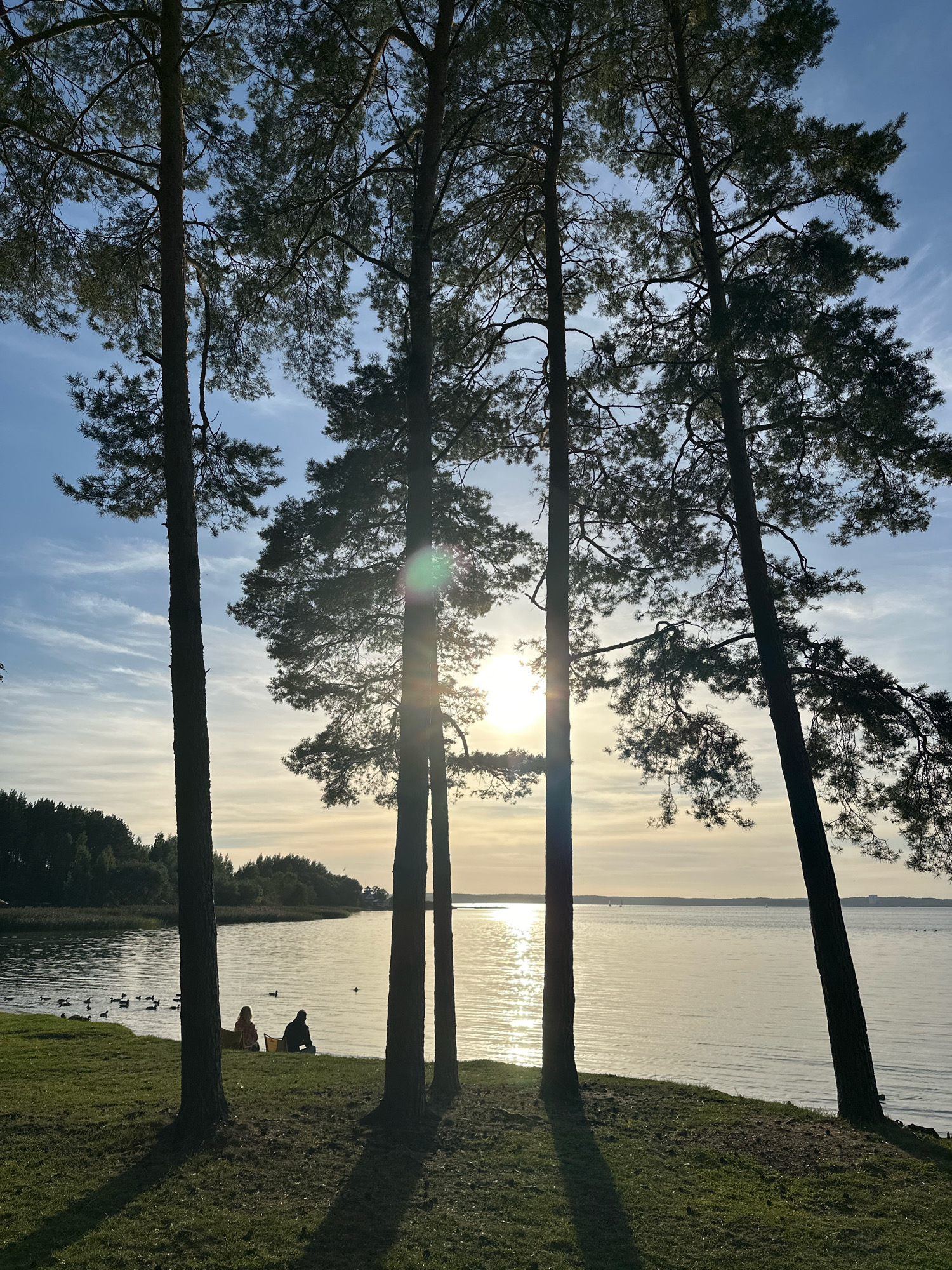 The image captures a serene sunset scene by a lake, with tall pine trees framing the view. In the foreground, two individuals are seated on the grassy bank, facing the water. The lake is calm, with a flock of ducks swimming near the shore. The sun, low on the horizon, casts a warm glow across the water, creating a shimmering reflection. The sky is a gradient of blues and pale yellows, with wispy clouds. In the distance, a tree-lined shore is visible. The overall atmosphere is tranquil and peaceful, suggesting a relaxing evening by the water.