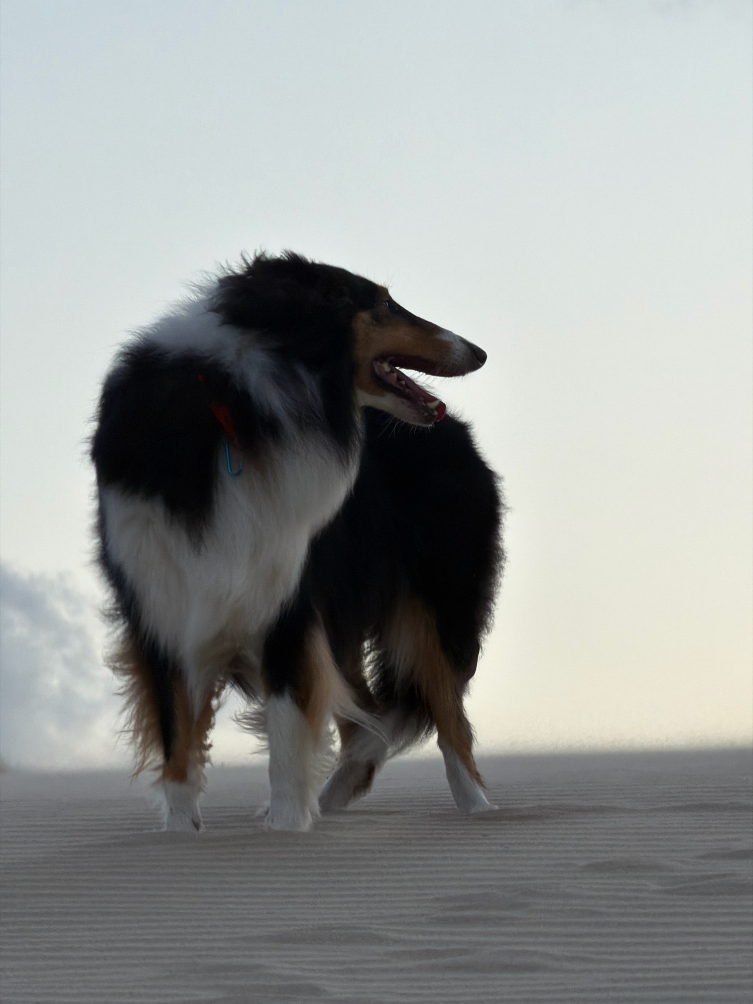 A medium shot captures a tri-colored Rough Collie standing on a sandy surface. The dog is positioned in the center-right of the frame, facing left with its head turned to look over its right shoulder. Its mouth is open, and its tongue is visible. The dog has patches of black, white, and tan fur. A small red tag and a blue clip are attached to its collar. The sandy ground features horizontal lines, suggesting a beach or dune environment, consistent with the location of Palmachim, Israel. The background is a pale, overcast sky, with some hazy clouds visible on the left. The lighting is soft and diffused.