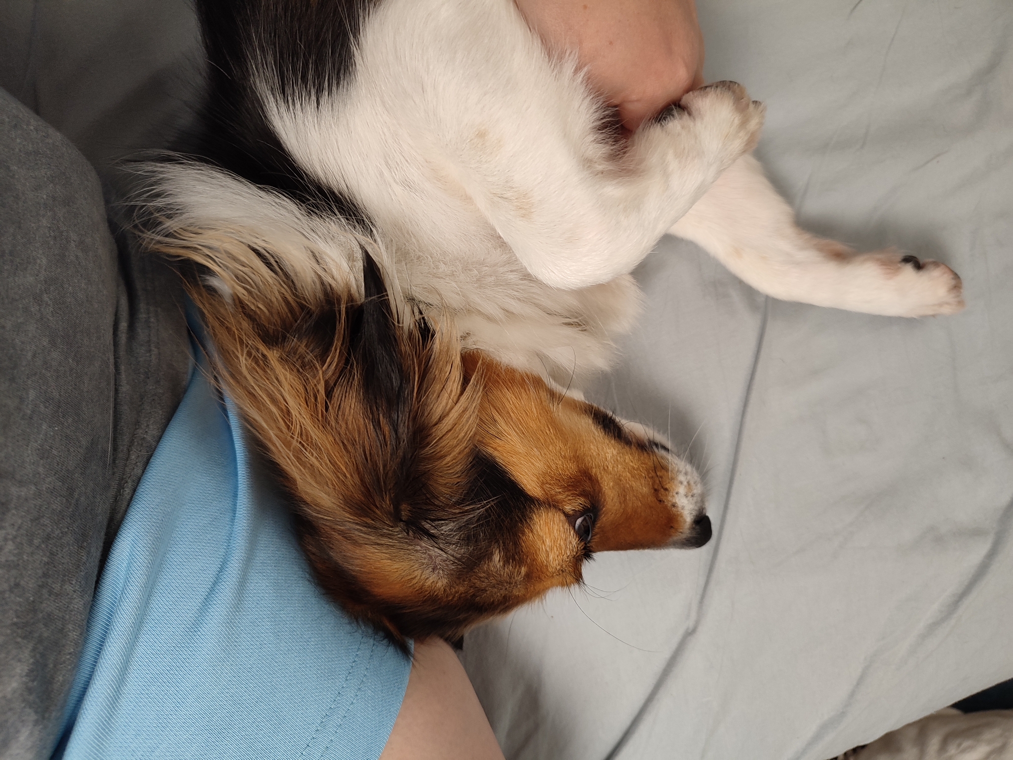 An overhead shot captures a tri-color dog with white, black, and tan markings, curled up on a light blue sheet. The dog's head is turned to the right, showing its eye and the side of its nose. Its body is mostly white with black patches, and its tail has a mix of tan and black fur. A portion of a person's arm and hand are visible holding the dog. The background consists of the light blue sheet with subtle wrinkles and shadows. The image is undated and the location in Murino, Russia, is not ascertainable from the visual information provided.