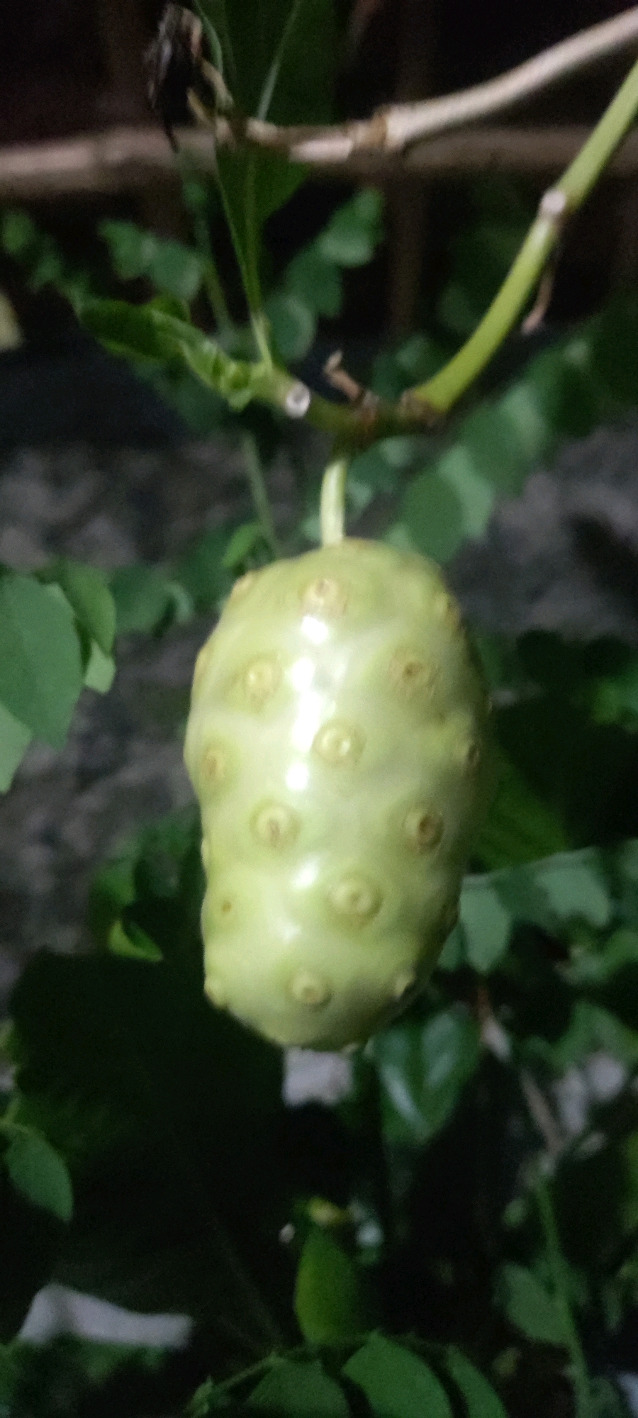 A close-up, vertical, slightly blurry, eye-level shot captures a single, unripe Noni fruit (Morinda citrifolia) hanging from a thin, light-green stem. The fruit is roughly spherical, pale green, and covered in numerous small, raised bumps or nodules. The background is dark and out of focus, with hints of green foliage and brown branches, suggesting an outdoor, natural setting. The overall lighting is dim, with some specular highlights on the fruit, indicating it may be damp or reflective. No people or specific location markers are visible in the image.