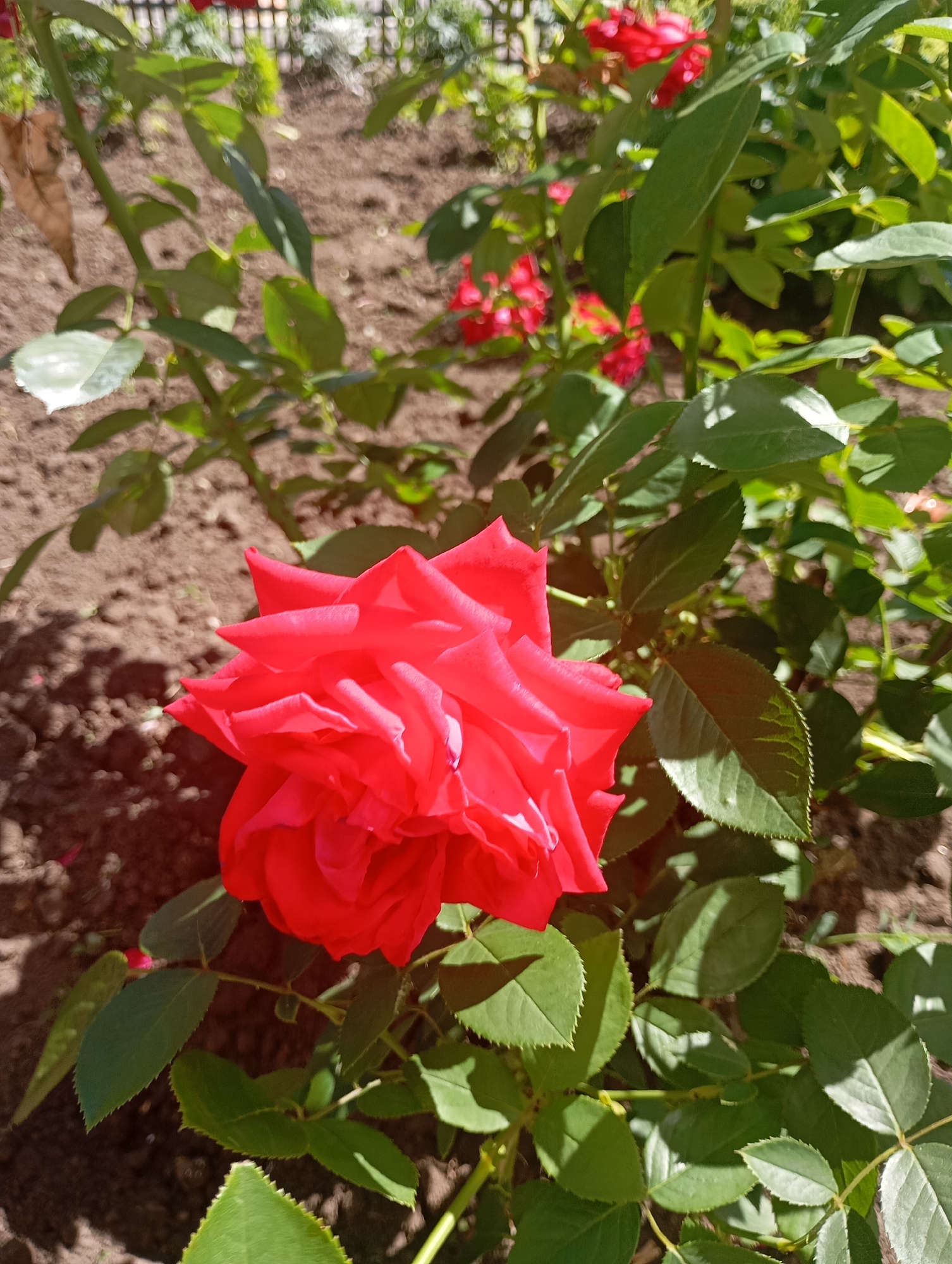 A close-up shot captures a vibrant red rose in full bloom, its petals unfurling in the sunlight. The rose is the central subject, positioned slightly to the left of the frame. Surrounding the rose are numerous green leaves, some catching the light and casting shadows on the soil below. The ground appears to be dark soil, with some small pebbles and texture visible. In the background, out of focus, are hints of other red flowers and greenery, suggesting a garden setting. The overall impression is of a bright, sunny day in a natural environment. This image does not provide enough information to determine its location in Kharkiv, Ukraine.
