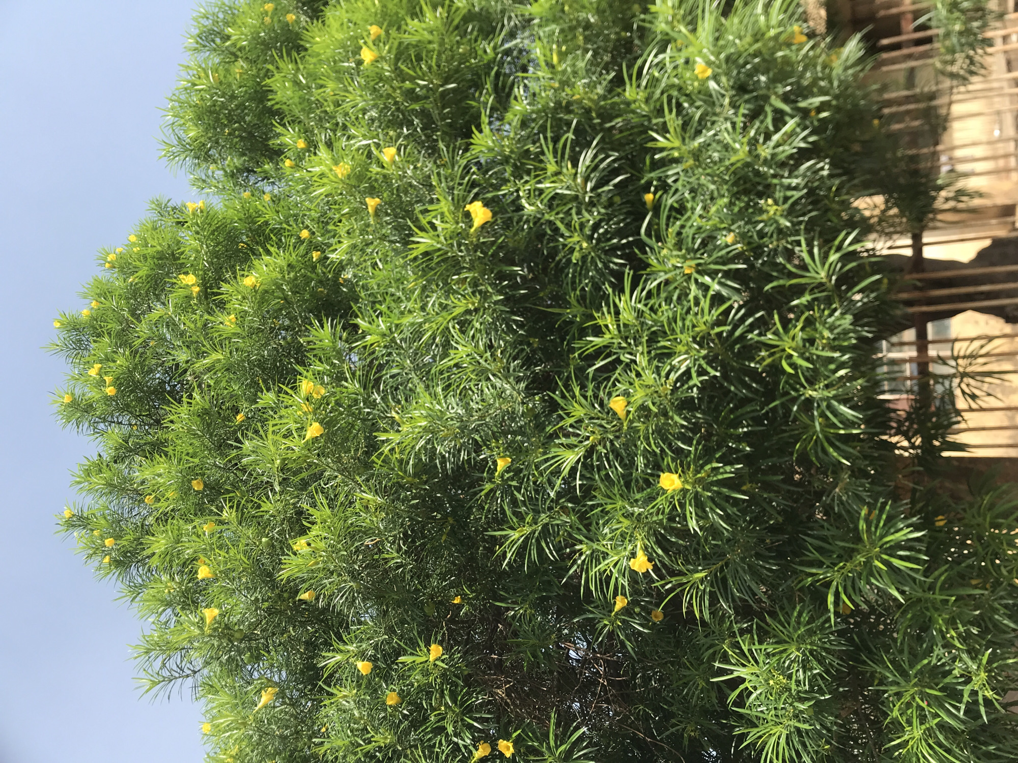 The image captures a vibrant green plant adorned with numerous small, bright yellow flowers, set against a clear, light blue sky. The plant's foliage is dense, characterized by long, slender, needle-like leaves, giving it a lush appearance. The yellow flowers, often trumpet-shaped, are scattered throughout the green canopy.
On the right side of the frame, a background structure is partially visible, appearing to be a building or fence with horizontal slats or bars. The clear sky and strong illumination indicate that the photograph was taken outdoors during daylight hours, likely under sunny weather. No people or specific activities are depicted. The plant appears healthy and thriving, suggesting a warm climate, consistent with the provided location context of Rafin Par, Nigeria. There is no visible text in the image.