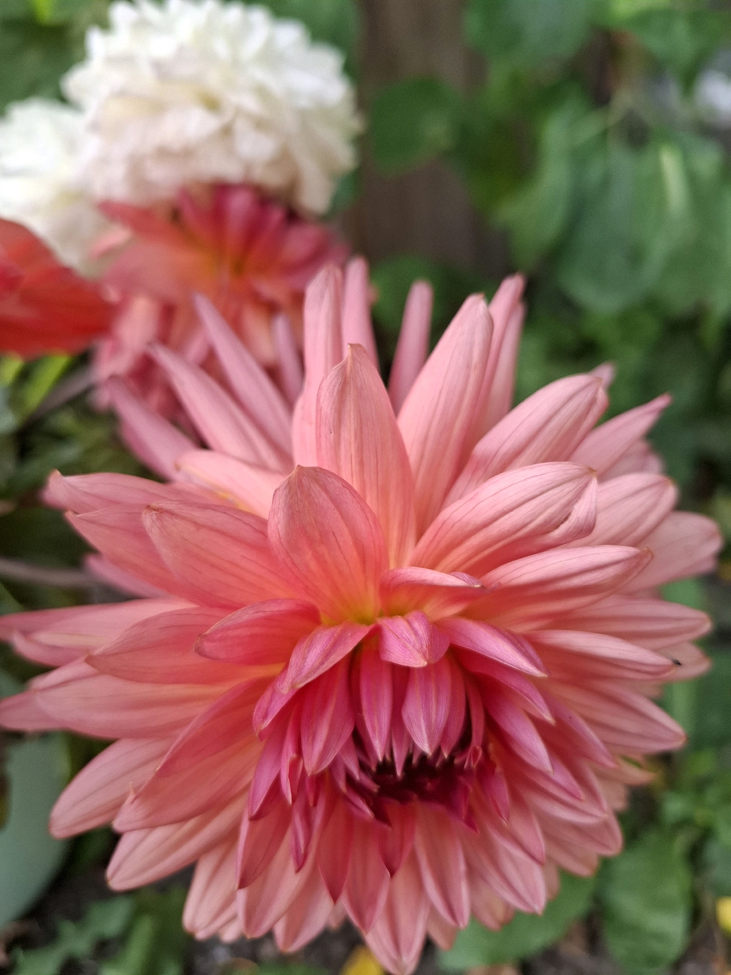 A close-up, slightly upward-angled shot focuses on a vibrant pink dahlia flower in full bloom. The petals are arranged in layers, with the outer ones a soft coral pink and the inner ones a deeper, richer magenta. The flower's center is a dark, velvety red. In the blurred background, several other flowers are visible, including a large white dahlia and a red flower. Lush green foliage surrounds the flowers. The image appears to be taken outdoors, possibly in a garden or park setting within the city of Tyumen, Russia. No people are present.