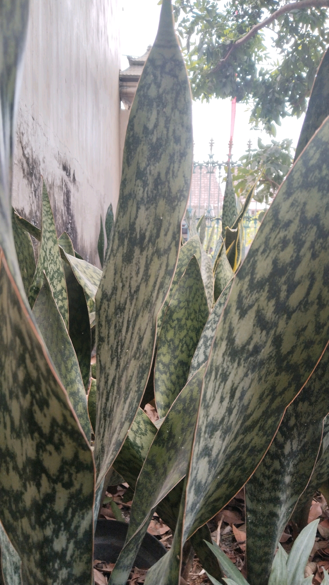 The image captures a close-up view of snake plant (Sansevieria trifasciata) leaves, characterized by their distinctive mottled green patterns. The plants are positioned outdoors, with a textured, off-white wall serving as a backdrop on the left side of the frame. A glimpse of a traditional Indonesian building roof is visible above the wall, suggesting a cultural context. In the background, a metal fence and lush green foliage from trees can be seen, indicating an outdoor setting with vegetation. The ground is covered with dry leaves and what appears to be the rim of a black plant pot, indicating the plants are cultivated. The lighting suggests it is daytime, possibly overcast, as there are no harsh shadows. The image does not contain any people or visible signs of activity beyond the static presence of the plants and their environment.