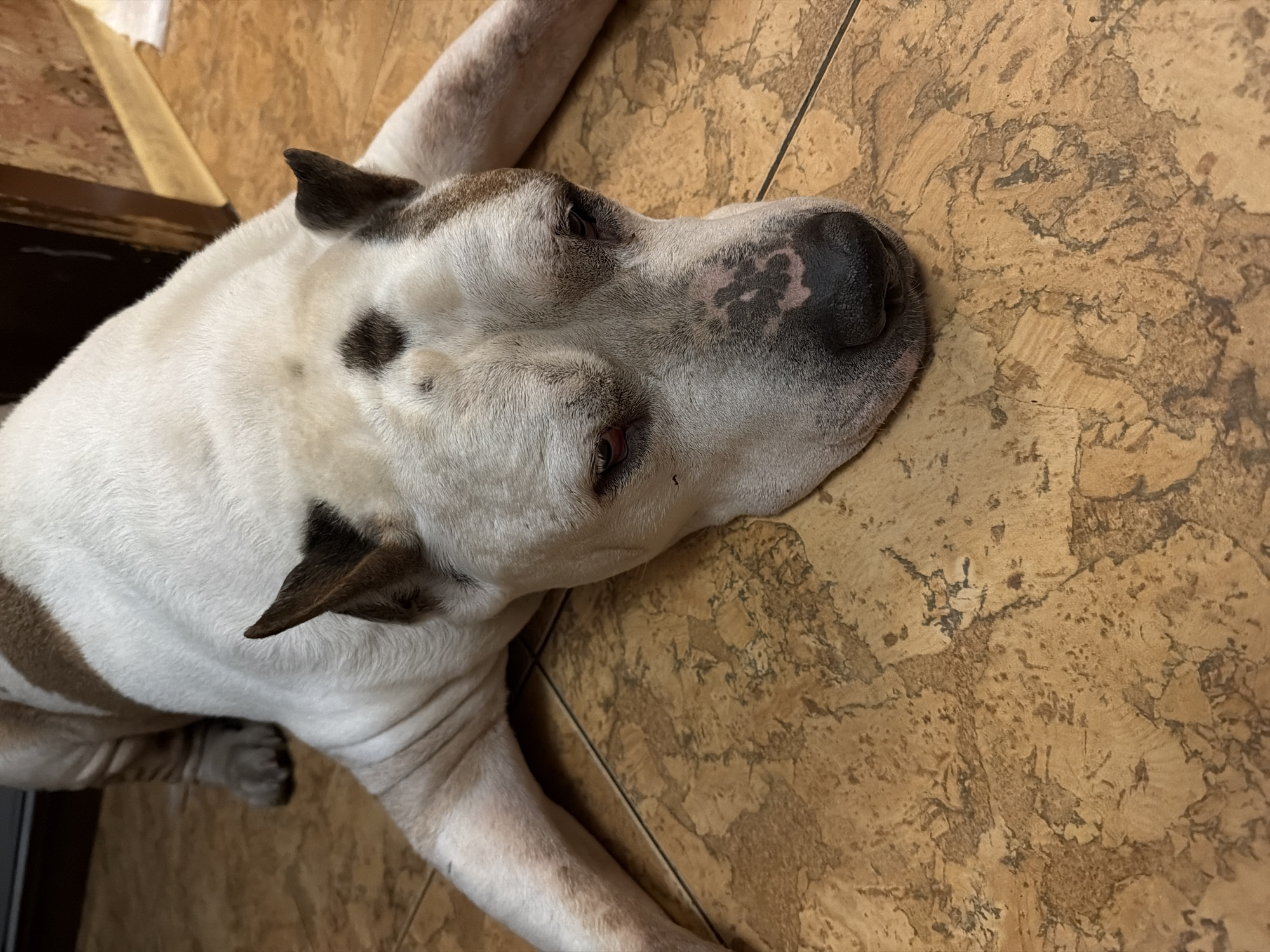 A dog lies on a mottled brown tile floor. The dog is white with brown markings on its head and ears. Its nose is mottled black and pink. The location cannot be determined from the image.
