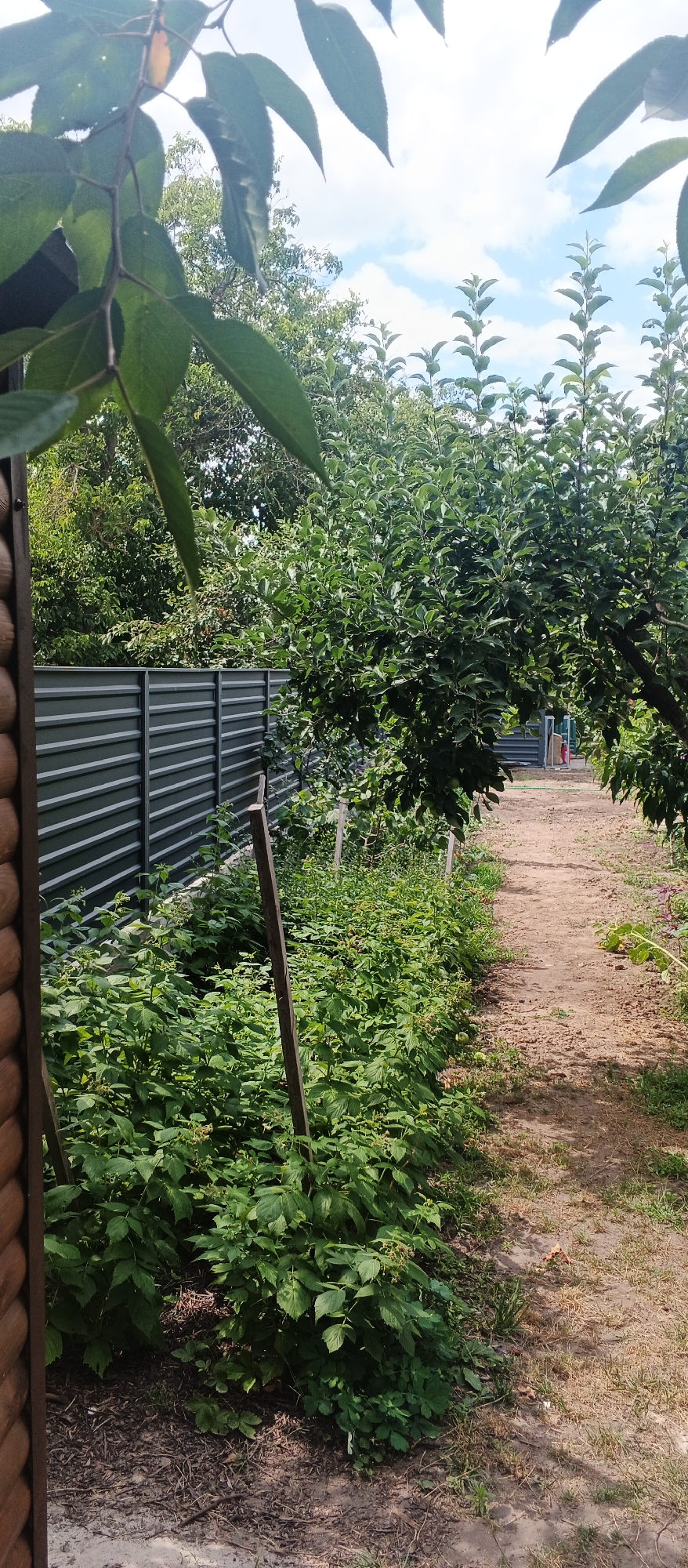 The image depicts a backyard in Smila, Ukraine. In the foreground, a wooden structure, likely part of a house or shed, is visible on the left. Adjacent to it, a row of lush green raspberry bushes lines a dirt path. The bushes are supported by wooden stakes. Beyond the raspberry bushes, a dark grey corrugated metal fence stretches along the property. In the background, several large trees with dense green foliage create a natural canopy. The sky above is partly cloudy with patches of blue. The overall scene suggests a rural or suburban setting with a focus on gardening and outdoor space.