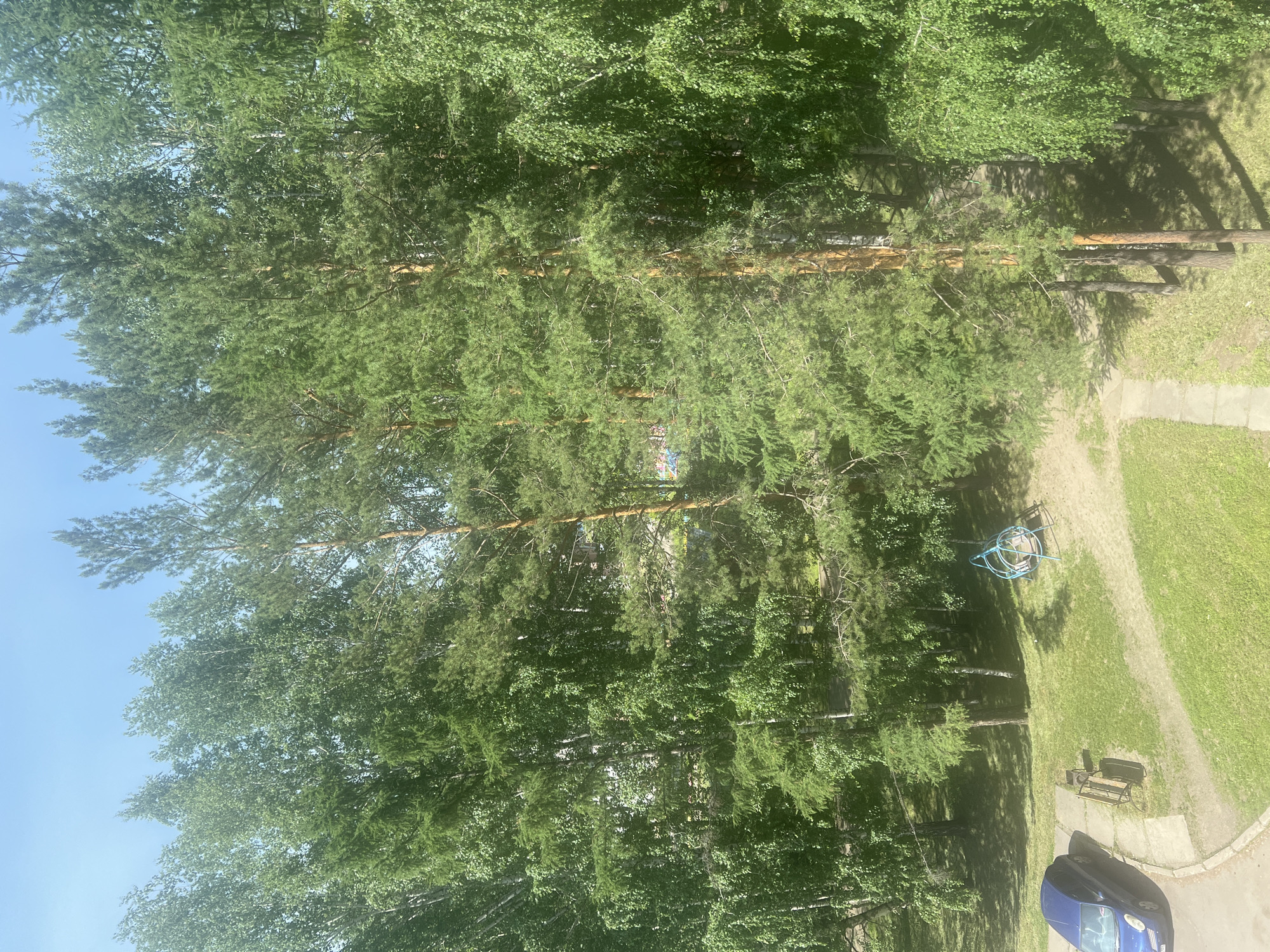 This is a top-down, slightly angled shot of a park-like area with lush green trees and a clear blue sky. The sun is high, casting dappled shadows on the ground, suggesting it's a bright, sunny day, likely midday. In the foreground, the image is dominated by the dense foliage of tall trees, their branches extending across the frame. As the eye moves down, the scene opens up to reveal a grassy area with a winding dirt path.
Visible on the path are a few man-made objects. There's a child's blue playground equipment, possibly a swing set or a climbing frame, with a circular metal structure. Further down, a park bench with a metal frame and wooden slats sits on a concrete slab. A dark blue car is parked on the side, near the edge of the concrete. The trees cast long shadows, indicating the sun's position. The setting appears to be a residential area or a public park, possibly in Zheleznogorsk, Russia, given the provided context. There is no visible text in the image. The overall mood is peaceful and serene, highlighting the natural beauty of the greenery on a pleasant day.