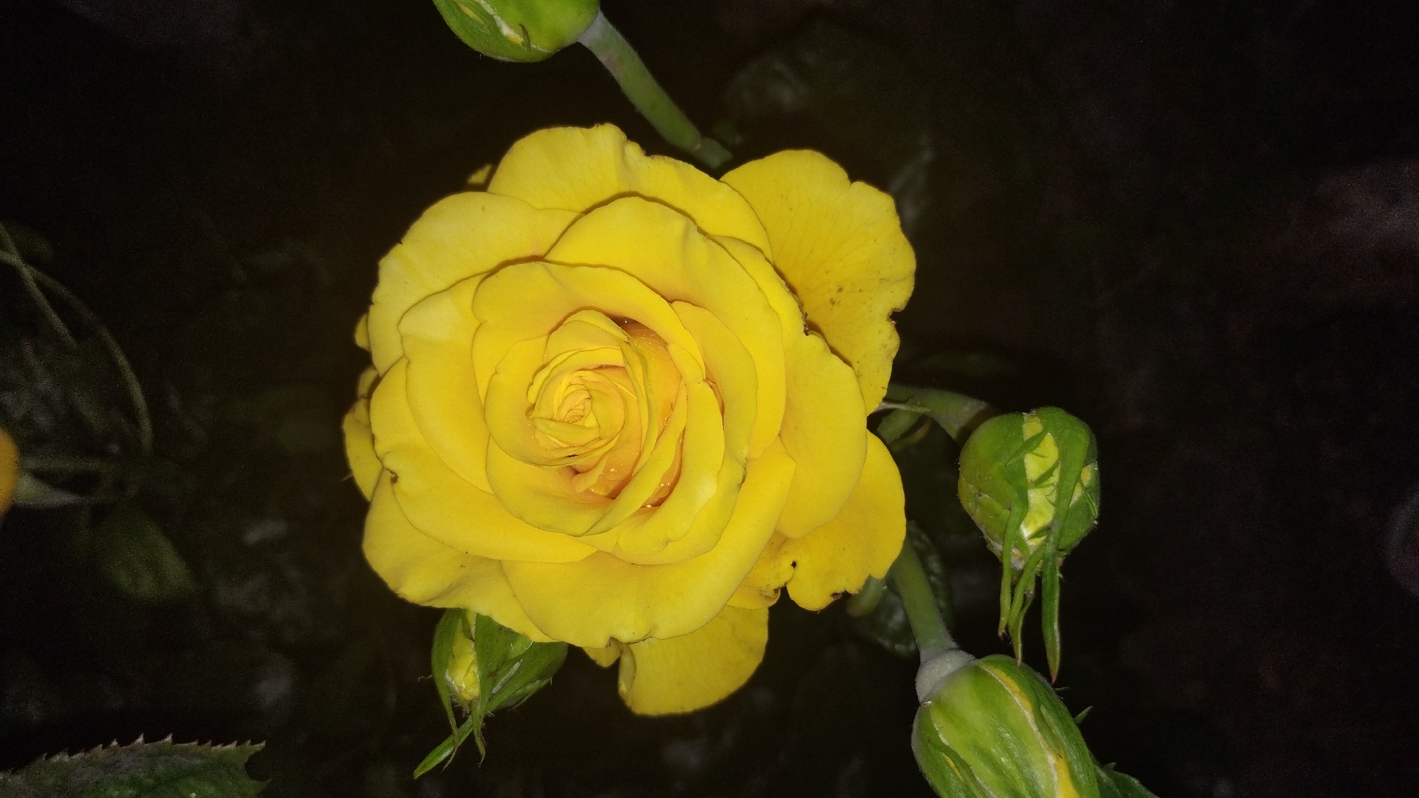 A close-up, low-angle shot captures a vibrant yellow rose bloom against a dark, blurred background. The rose is fully open, revealing tightly spiraled petals in the center and broader, slightly curved petals towards the outside. Small water droplets are visible on the petals. Several green rosebuds are scattered around the main bloom, some partially visible on the left and right sides, as well as one prominent bud at the bottom left and another at the bottom right. The scene is dimly lit, with the rose being the primary source of illumination. The overall impression is one of delicate beauty and natural detail, possibly taken in a garden or natural setting. There are no people or structures visible. The location in Shaian, Ukraine is not indicated by any visual cues in the image.
