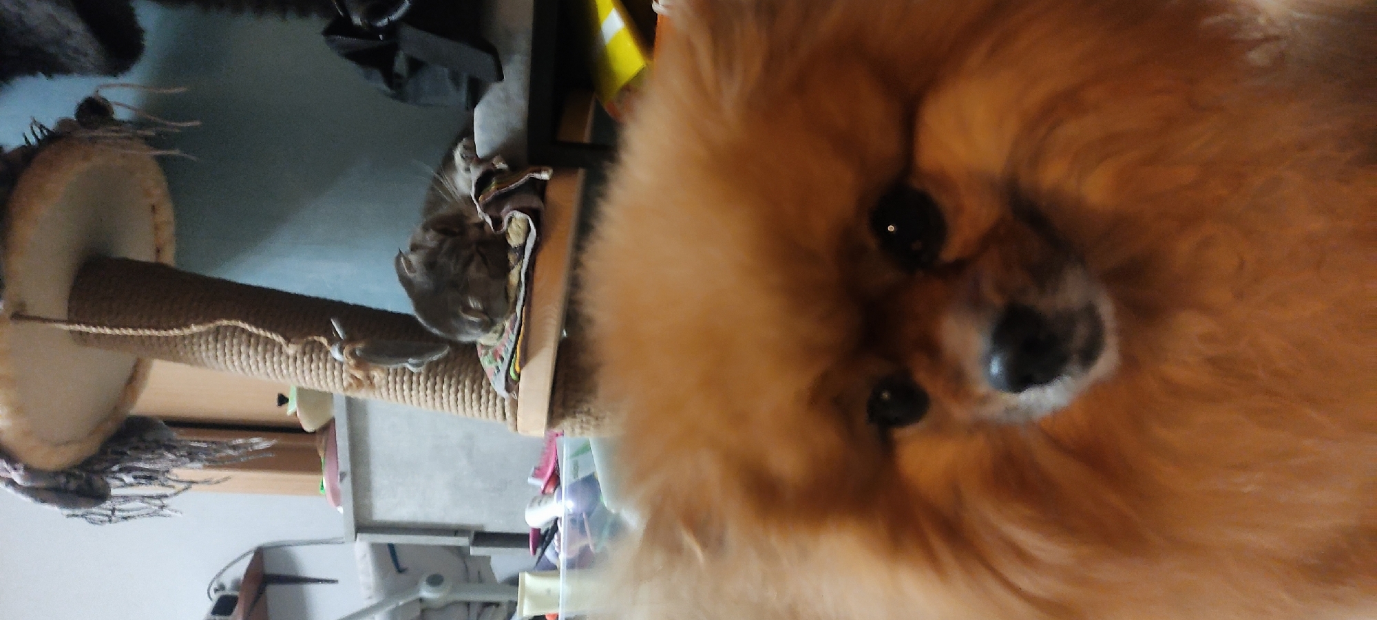 The image shows a close-up of a fluffy, brown Pomeranian dog. Behind the dog, and slightly out of focus, is a multi-level cat tree. A gray cat is lying on one of the platforms. The location and city of Fryazino, Russia are not discernible from this image.