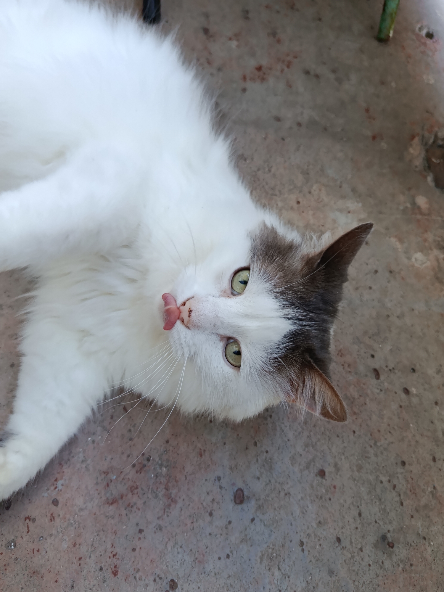 This is a close-up, high-angle, eye-level shot of a fluffy white cat with gray markings on its head and ears, lying on a rough, speckled concrete surface. The cat is positioned on its back, with its head tilted upwards and to the left of the frame. Its green eyes are open, and its pink tongue is sticking out, creating a playful or curious expression. The cat's fur is long and appears soft. The background is the concrete ground, which has a mottled appearance with various shades of gray and reddish-brown spots. Some small, dark specks are also visible on the concrete. A dark vertical object is partially visible in the upper left corner of the image, and a thin, greenish object is visible in the upper right corner. The lighting suggests it is daytime.