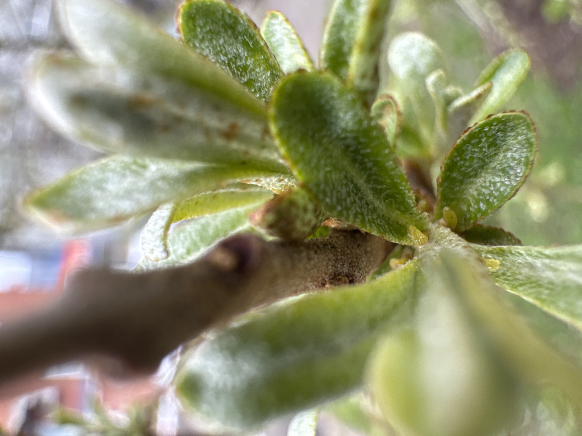 The image shows a close-up of a branch with small, green, textured leaves arranged in a rosette pattern. The leaves have slightly reddish edges. A blurred brown branch extends into the frame from the lower left corner. The background is indistinct but suggests an outdoor setting with a building in soft focus. Yellow specks are visible on the leaves near the branch joint. Location is not provided in the image.
